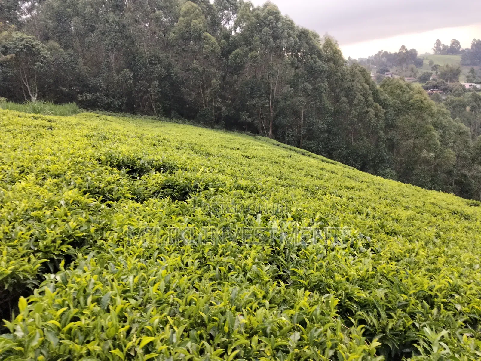 5 Acres Land on Sale at Murang'a-Kangema . in Kanyenya-Ini