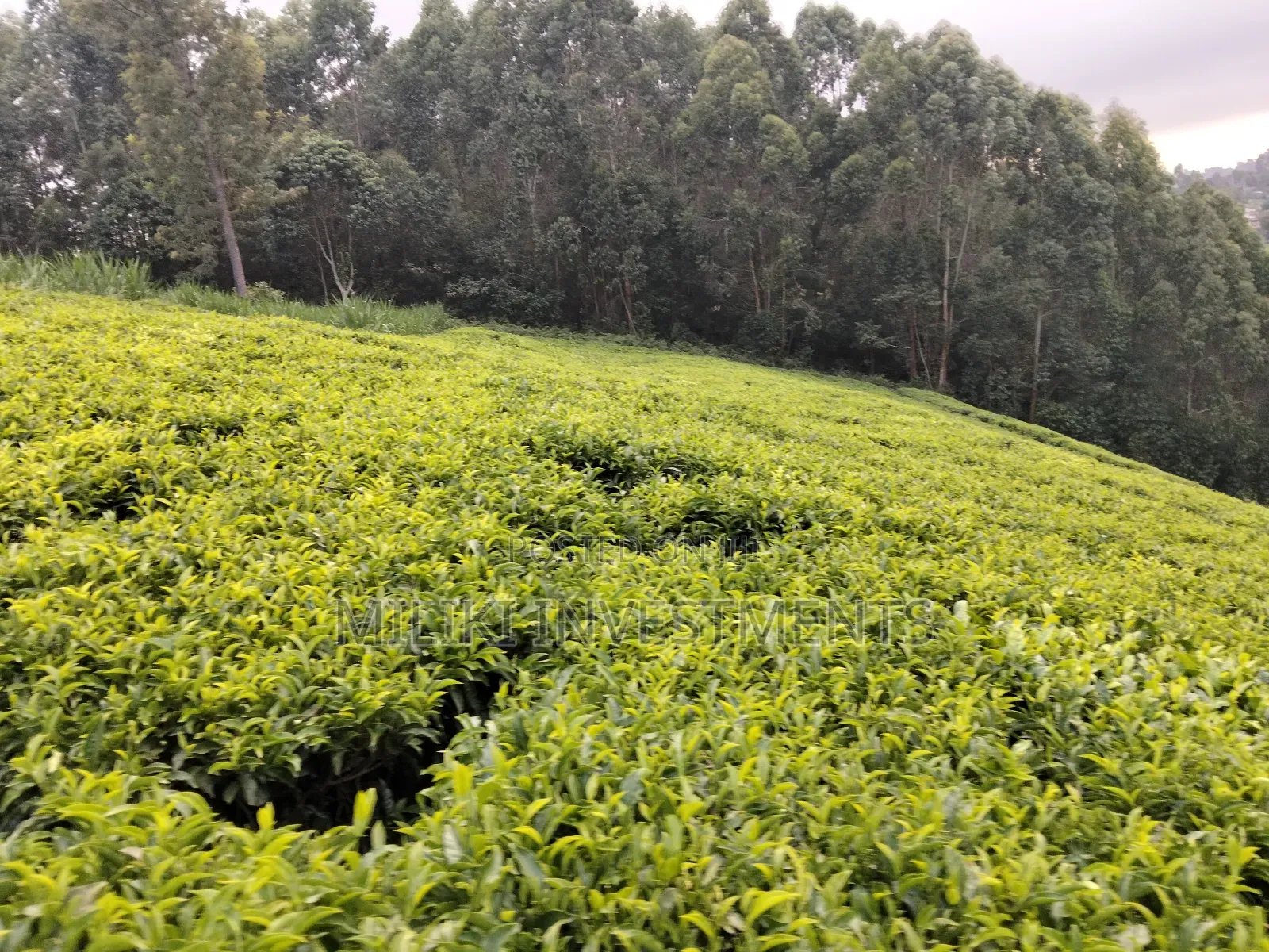 5 Acres Land on Sale at Murang'a-Kangema . in Kanyenya-Ini