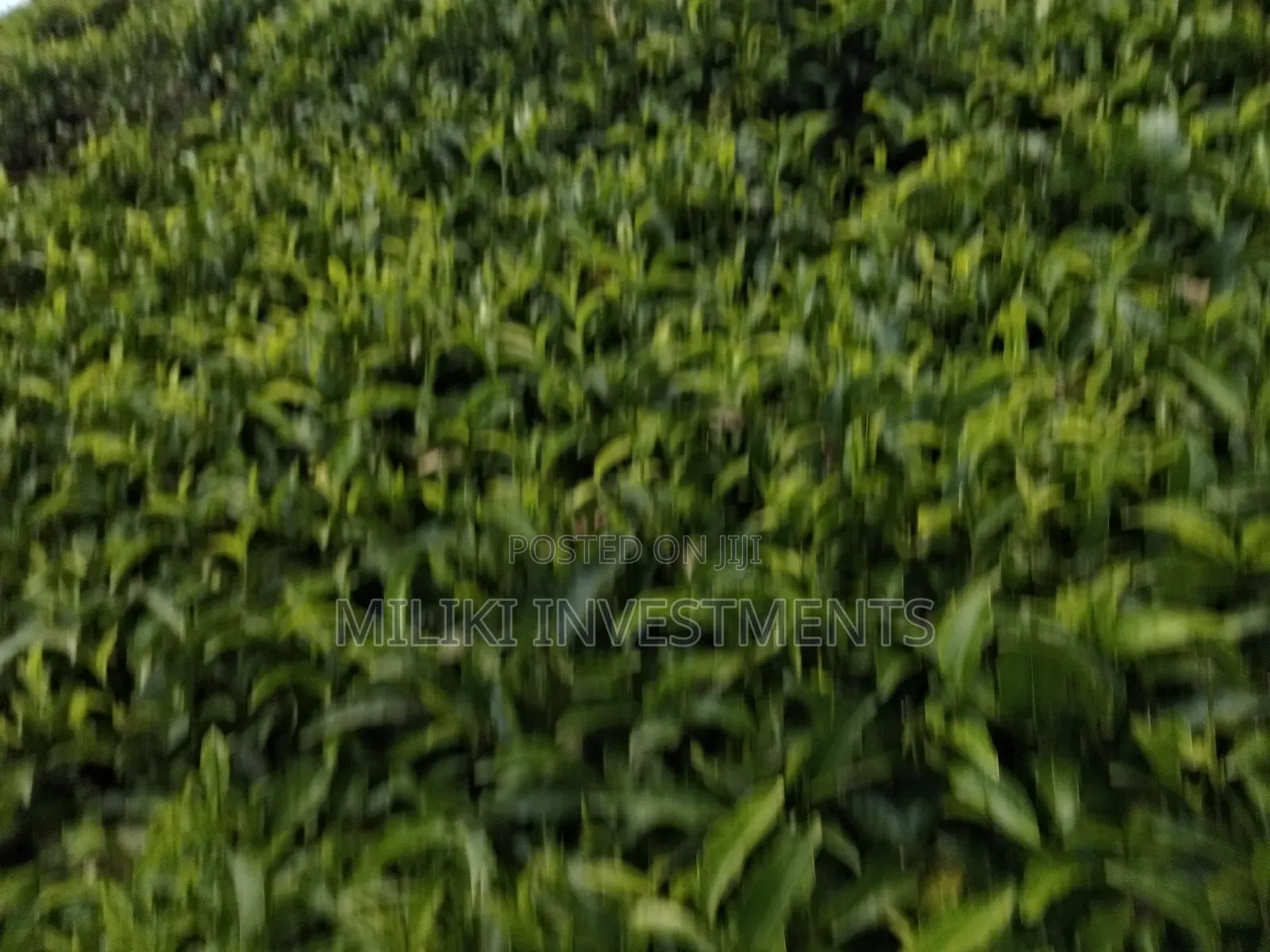 5 Acres Land on Sale at Murang'a-Kangema . in Kanyenya-Ini