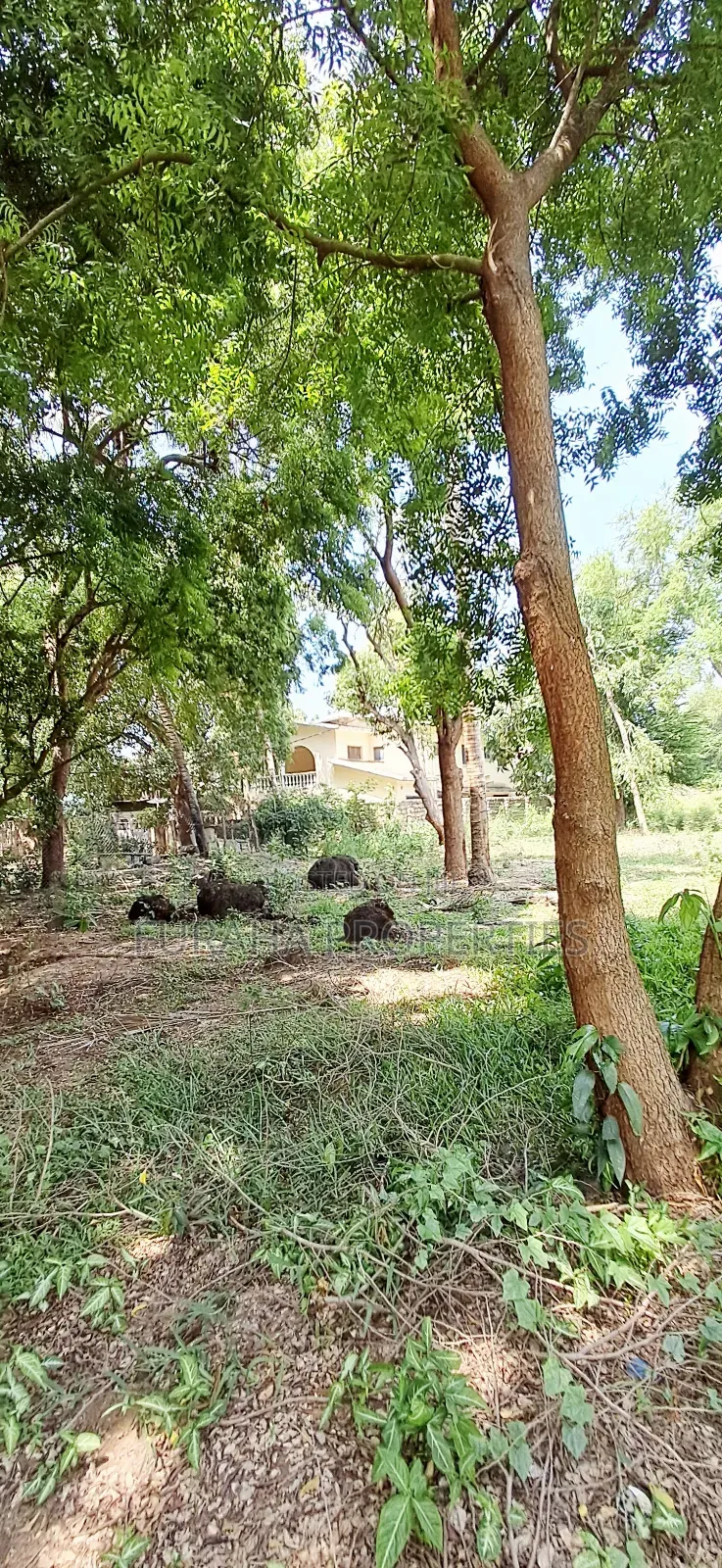 For Sale Quater of an Acres Plots Mtwapa in Mtwapa