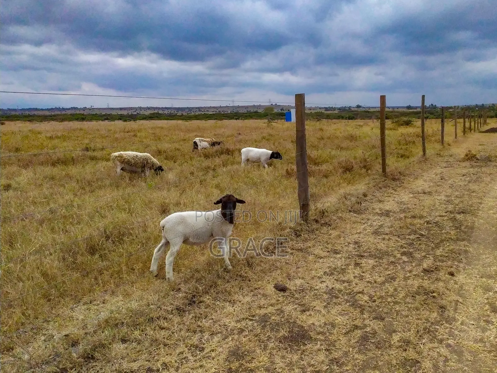 Mbuni Gardens Near Ostrich Farm - Ready Titles in Kitengela
