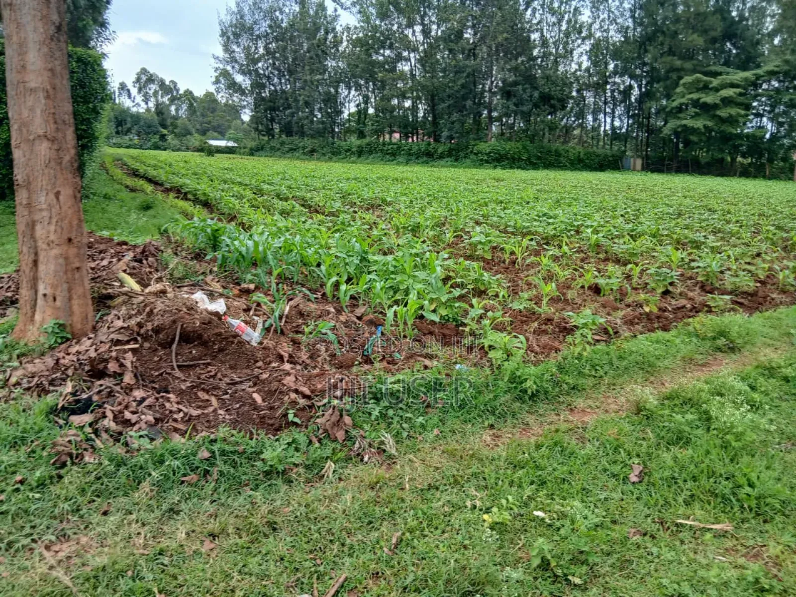 Prime Land 3 Acres in Chabera Area Touching Kisii-Kisumu Highway in Central Kasipul