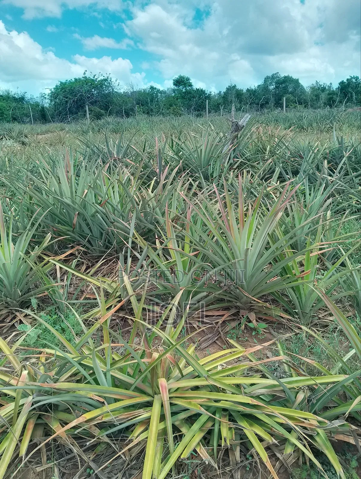 Malindi 150 Acres Land in Town Centre