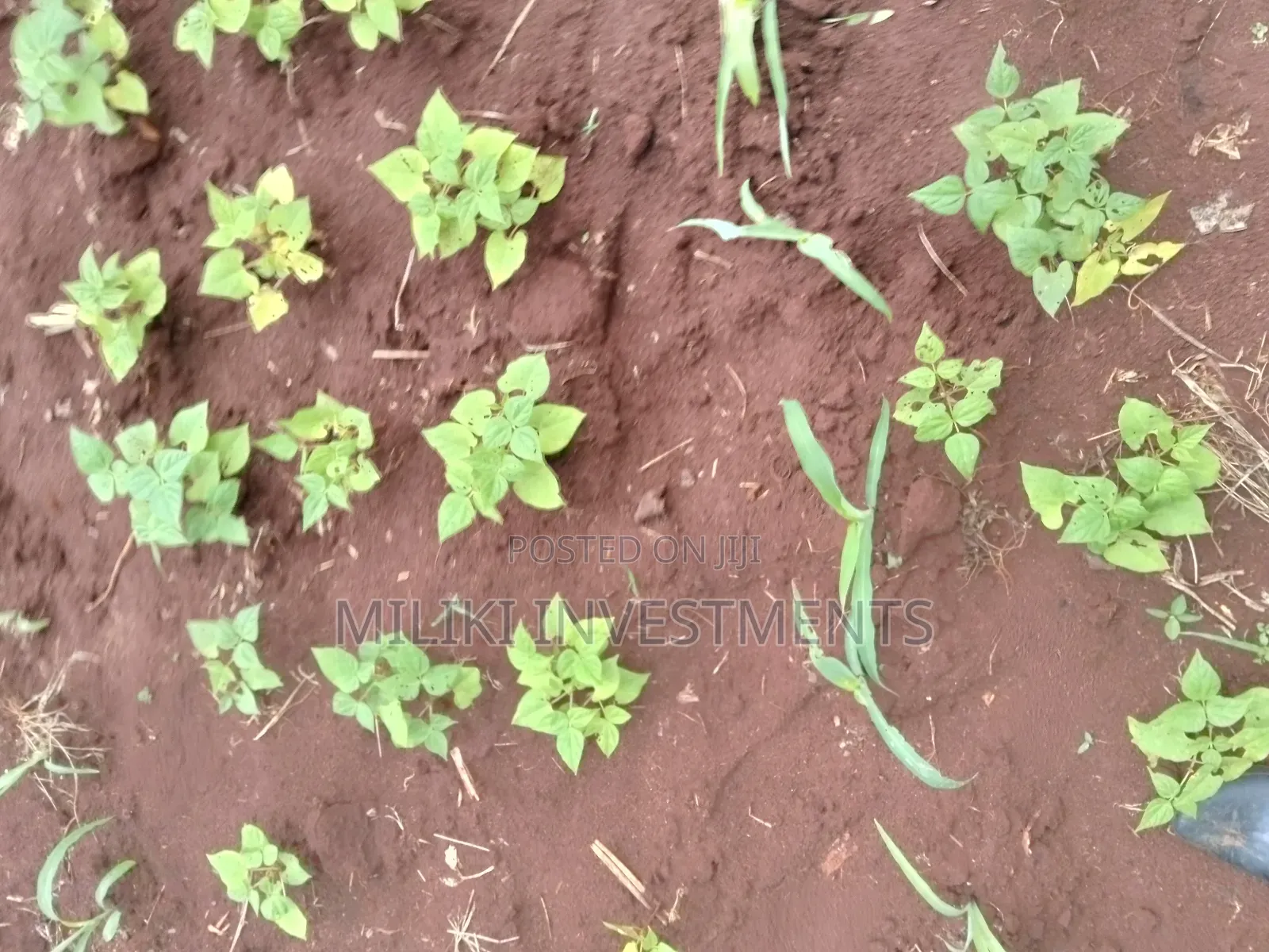 1 Beautiful Acre on Sale at Makuyu-Pundamilia in Makuyu