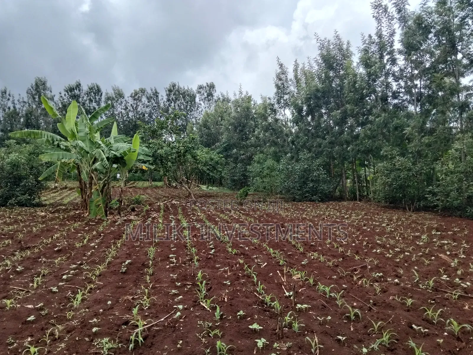 1 Beautiful Acre on Sale at Makuyu-Pundamilia in Makuyu