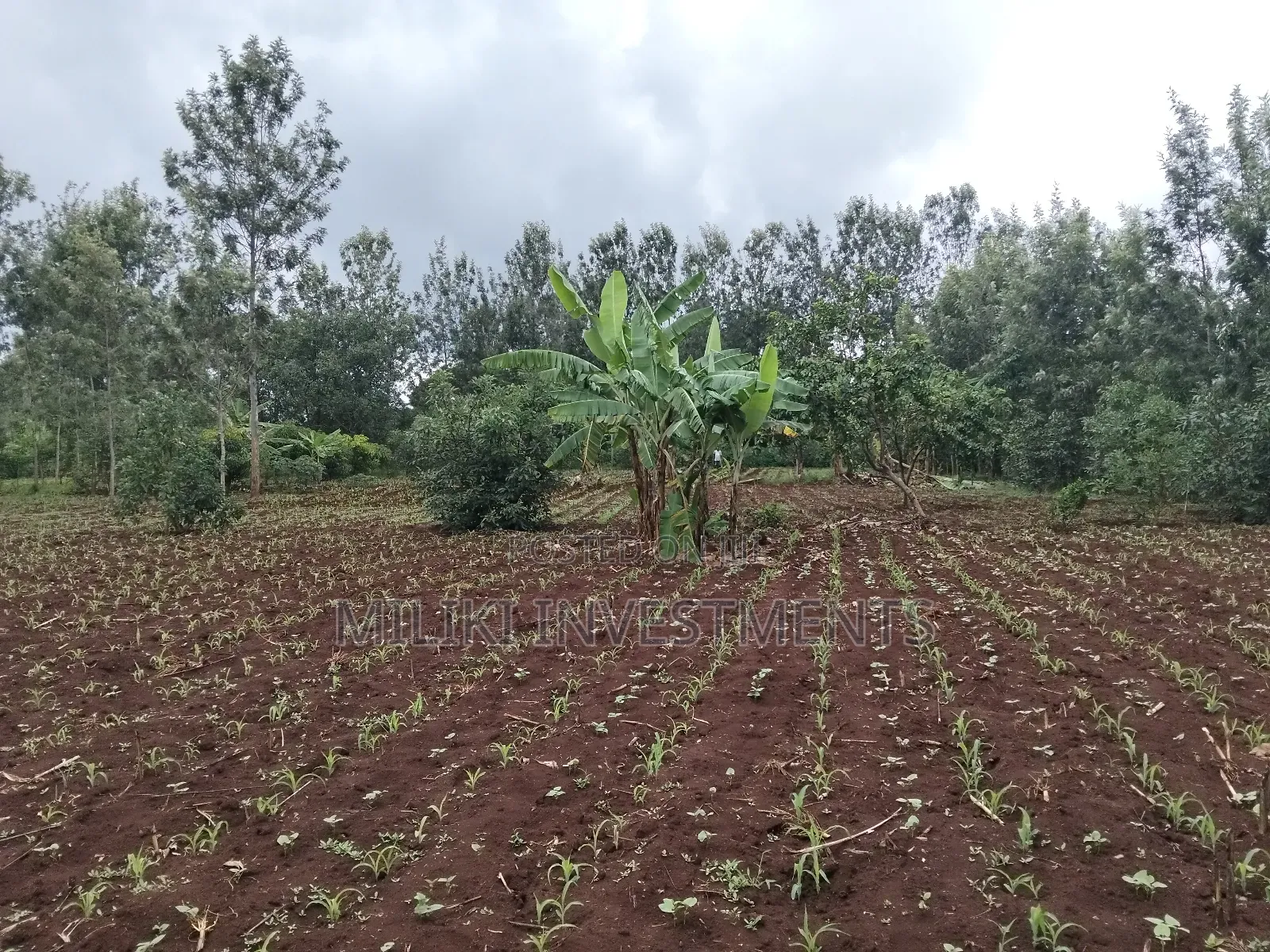 1 Beautiful Acre on Sale at Makuyu-Pundamilia in Makuyu