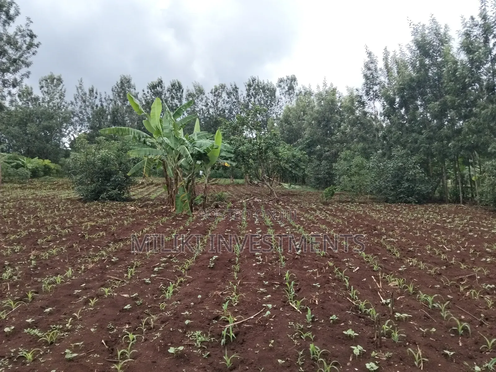 1 Beautiful Acre on Sale at Makuyu-Pundamilia in Makuyu