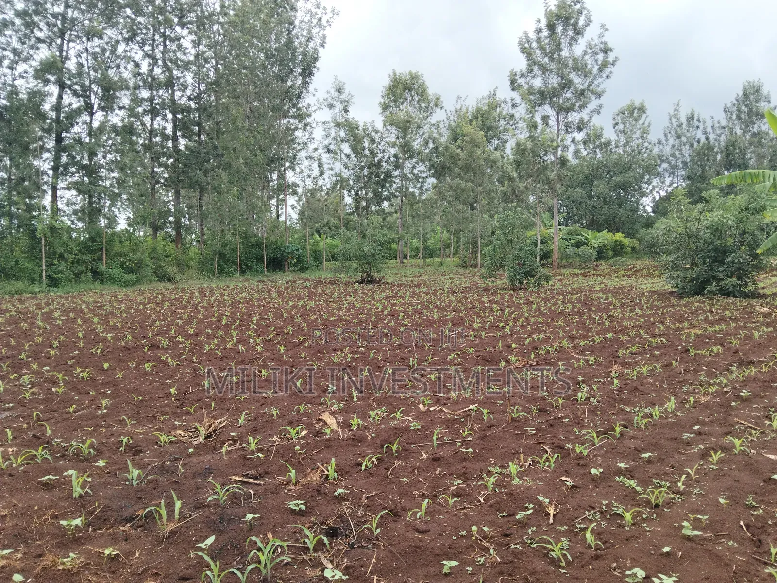 1 Beautiful Acre on Sale at Makuyu-Pundamilia in Makuyu
