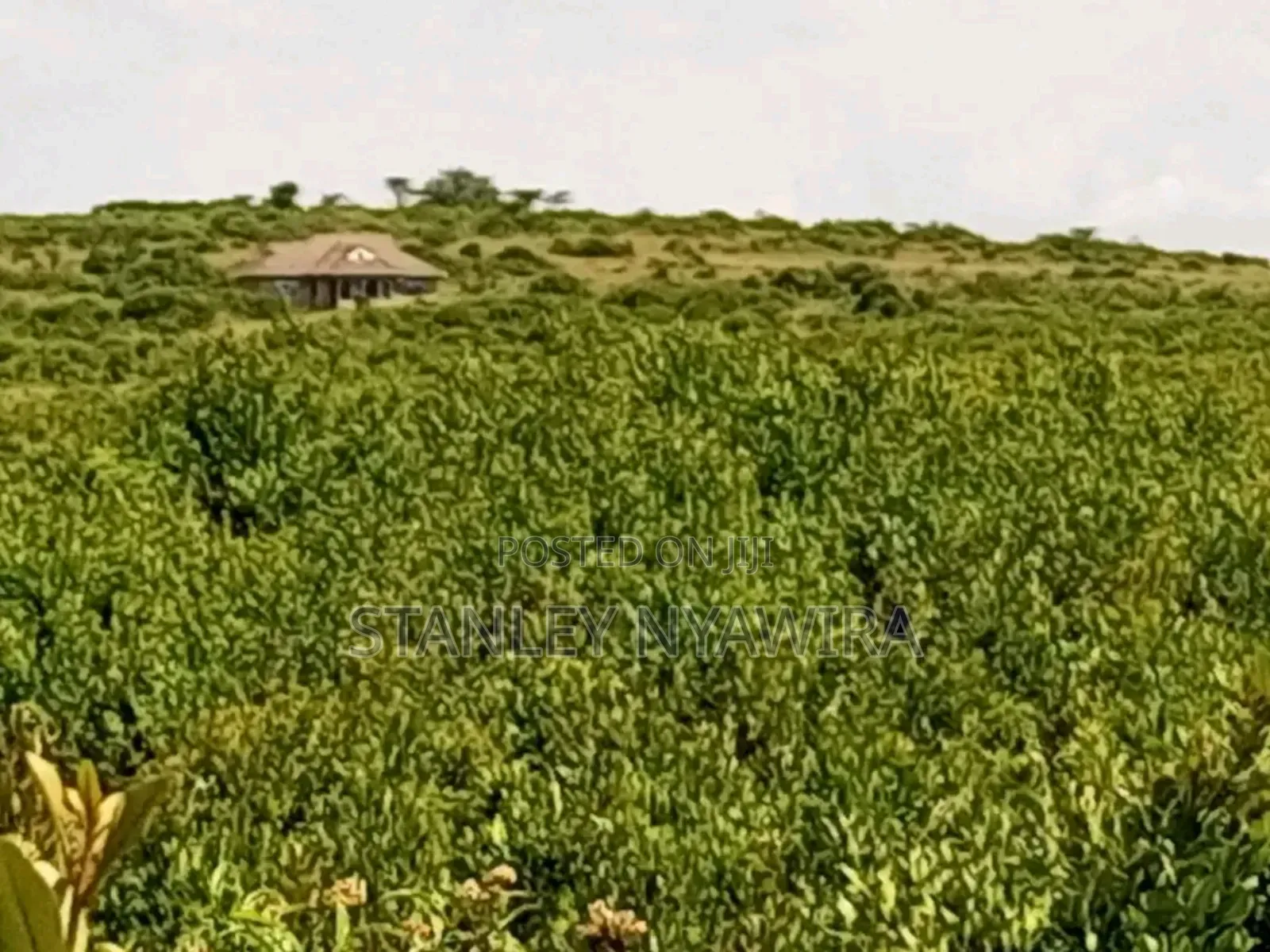 16 Acrea Nanyuki Nauritia Tarmac in Nanyuki