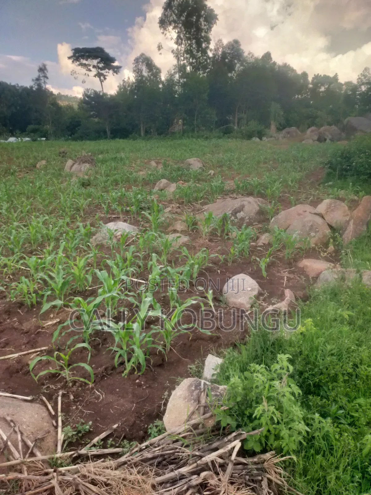 0.03ha Maseno, Nyawita in Maseno
