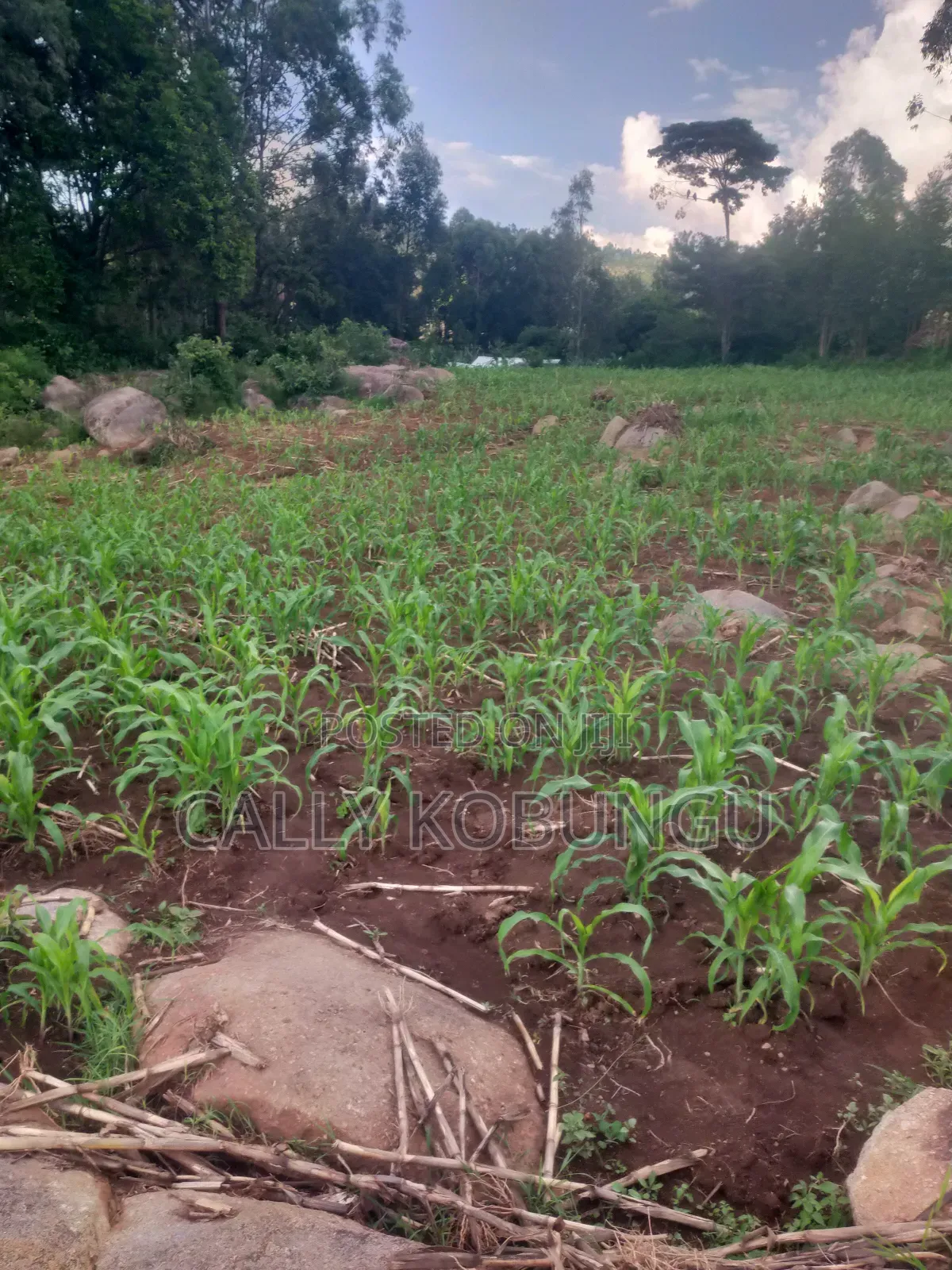 0.03ha Maseno, Nyawita in Maseno