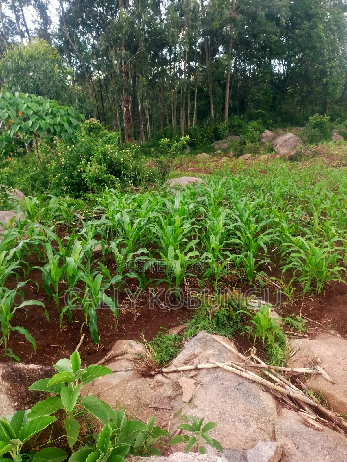 0.03ha Maseno, Nyawita in Maseno