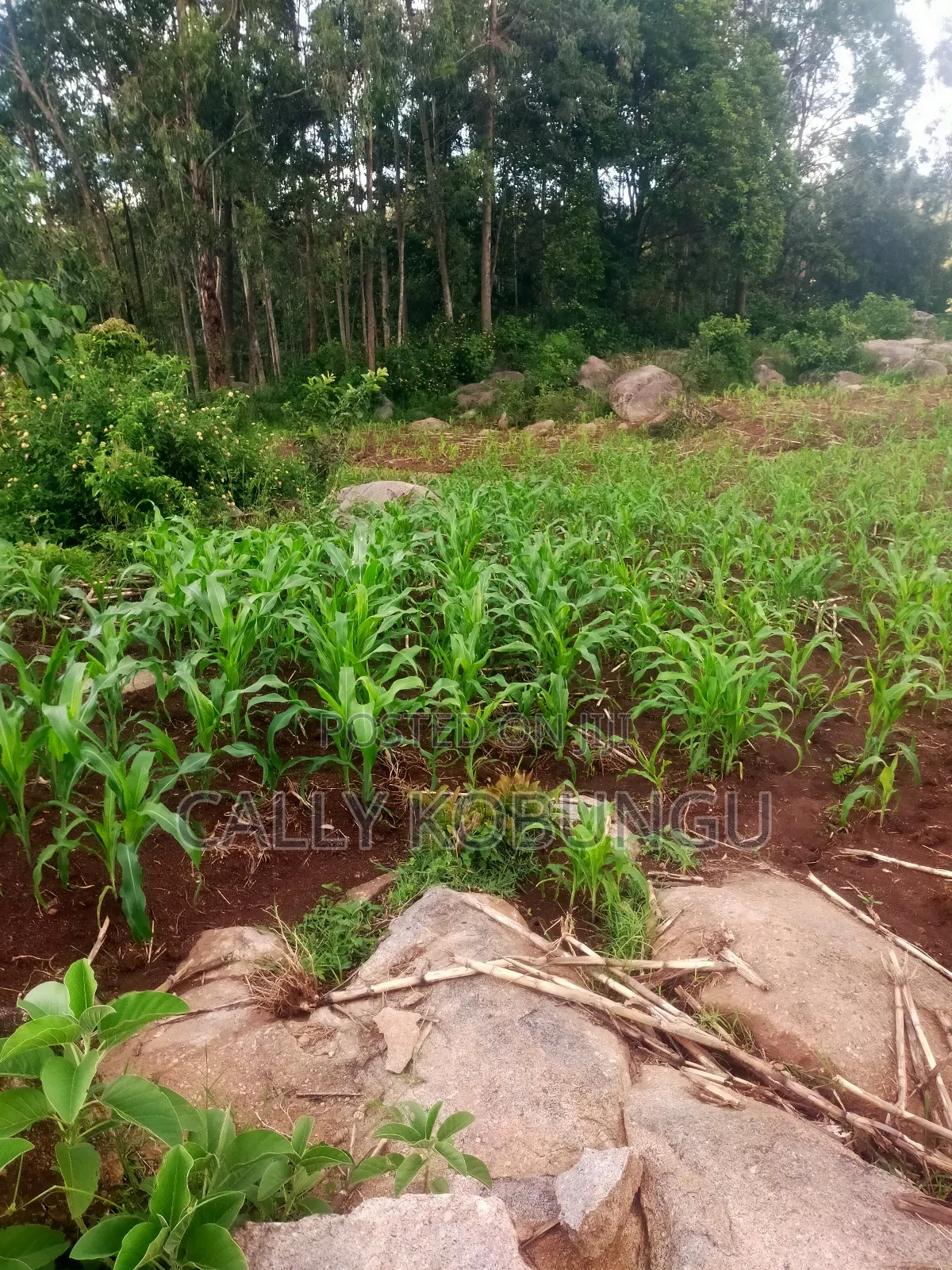 0.03ha Maseno, Nyawita in Maseno