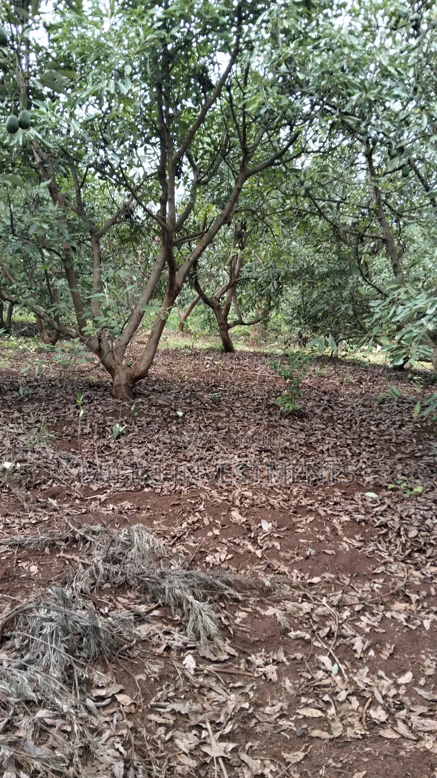 2 Acres of Land on Sale at Thangira-Umoja Kenol in Makuyu