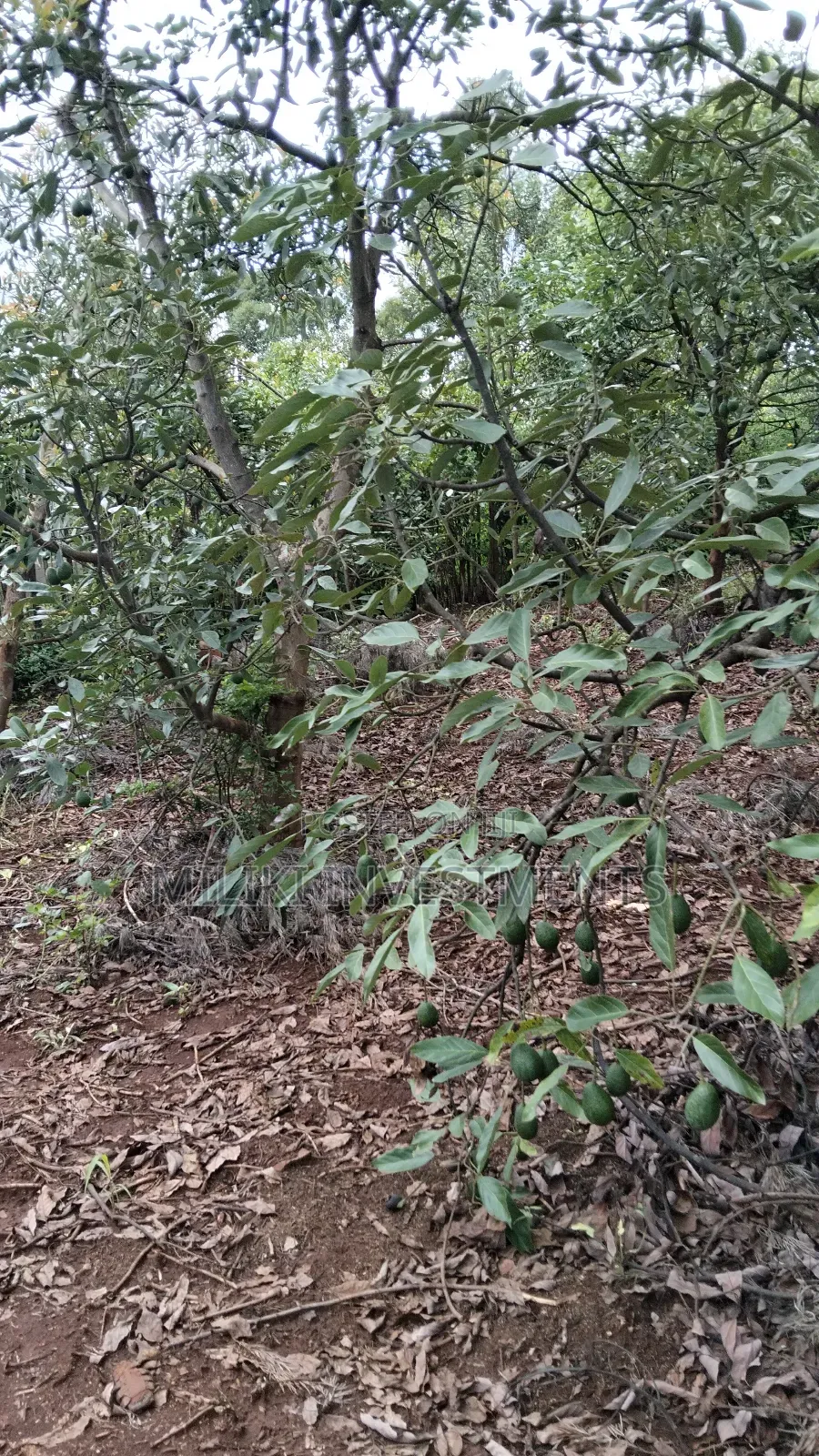 2 Acres of Land on Sale at Thangira-Umoja Kenol in Makuyu