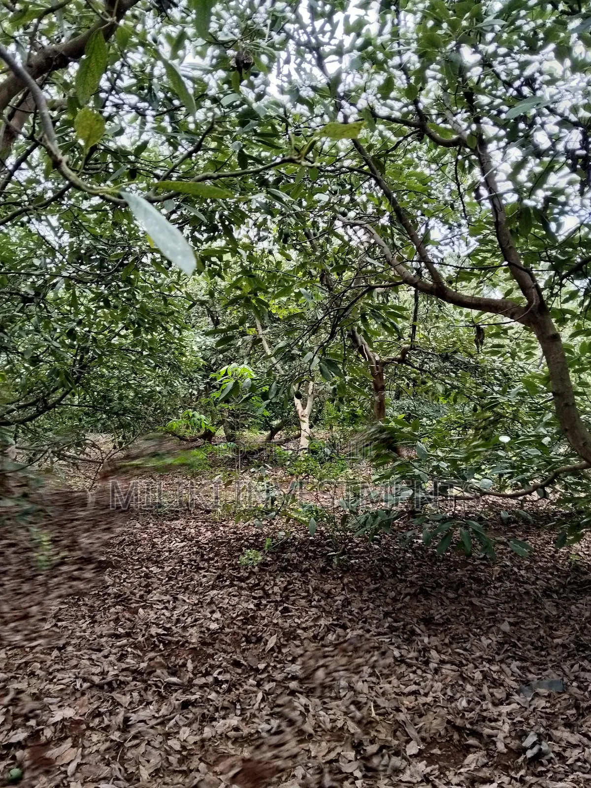 2 Acres of Land on Sale at Thangira-Umoja Kenol in Makuyu