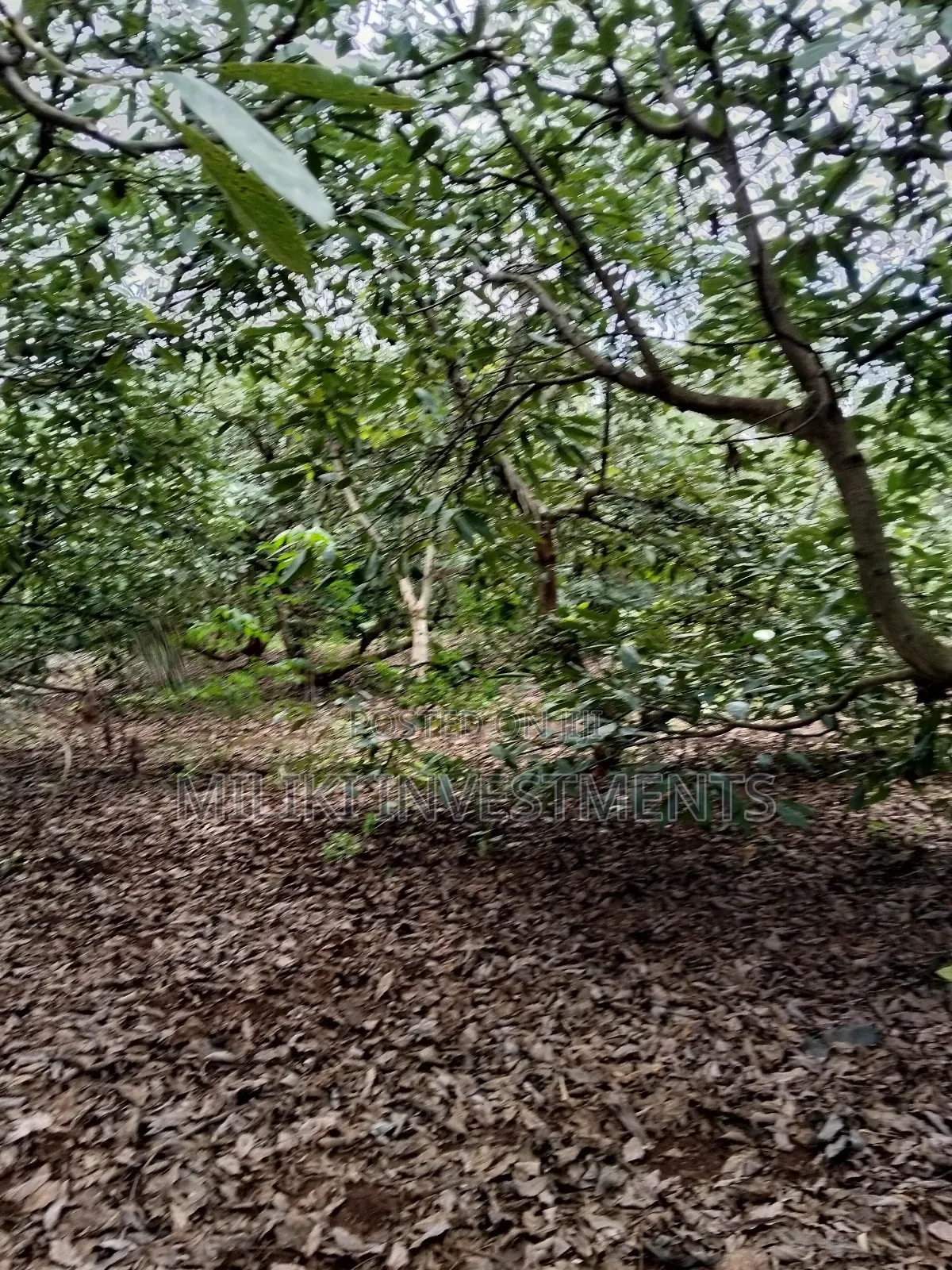 2 Acres of Land on Sale at Thangira-Umoja Kenol in Makuyu