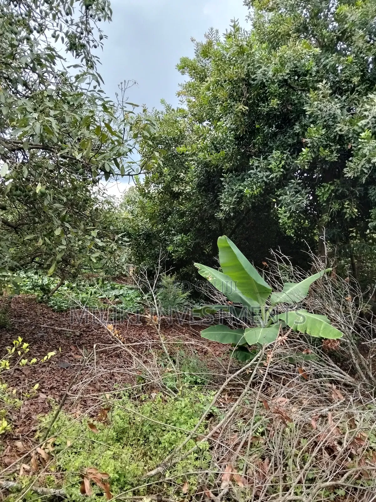 2 Acres of Land on Sale at Thangira-Umoja Kenol in Makuyu