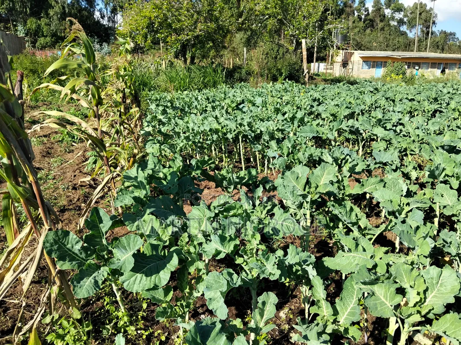 75 by 100 Plot Kwa Mathore Shopping Center in Lari/Kirenga