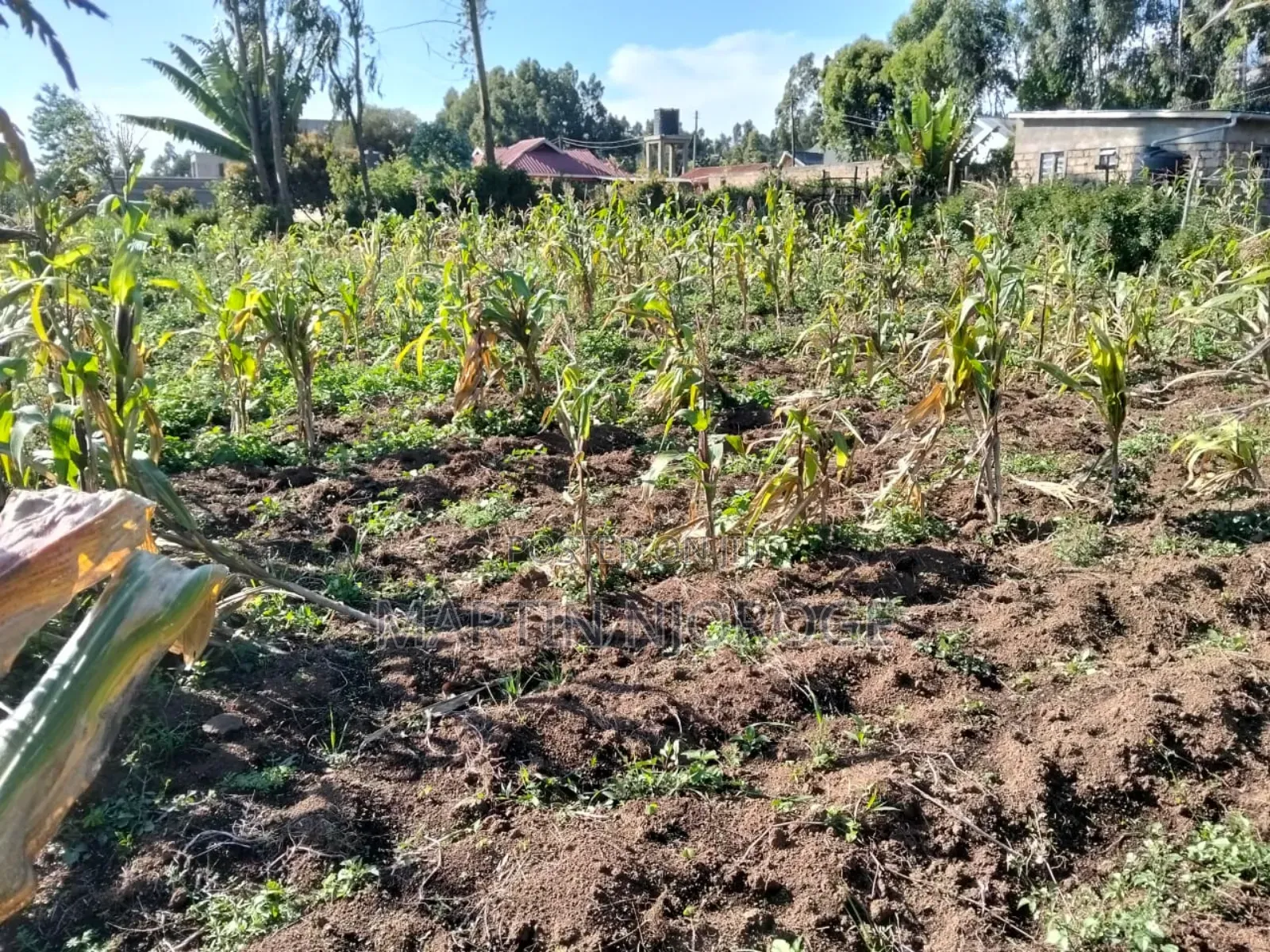 75 by 100 Plot Kwa Mathore Shopping Center in Lari/Kirenga