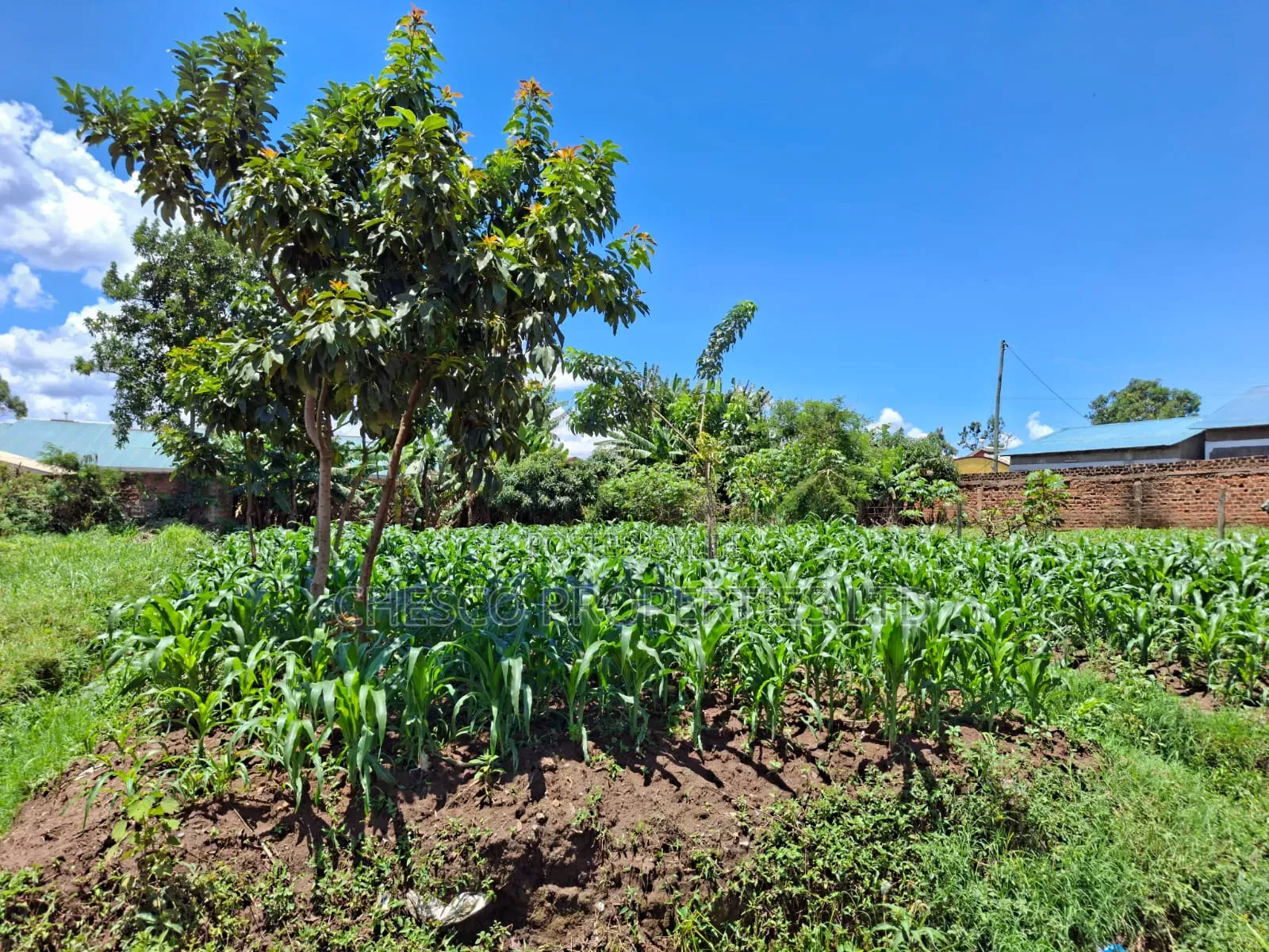 2 Commercial Plots for Sale in Mashambani Area Bungoma Town in Khalaba (Kanduyi)