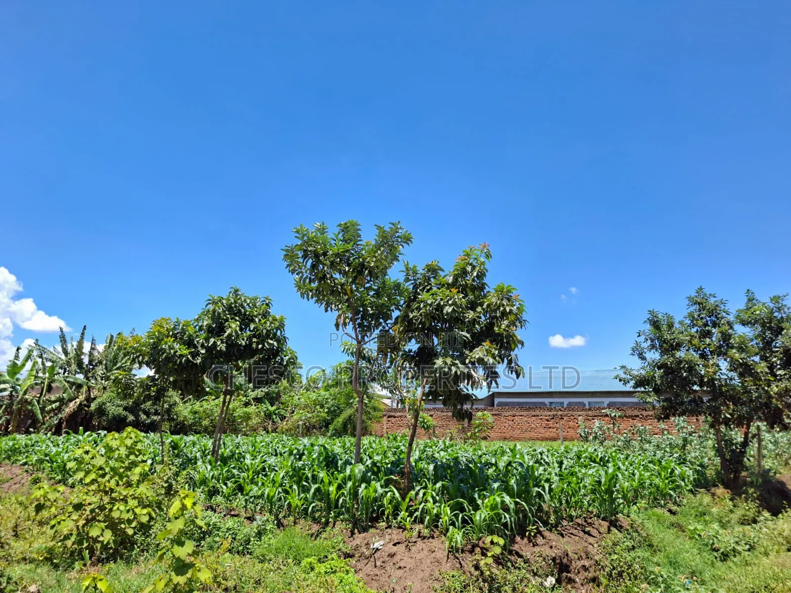 2 Commercial Plots for Sale in Mashambani Area Bungoma Town in Khalaba (Kanduyi)