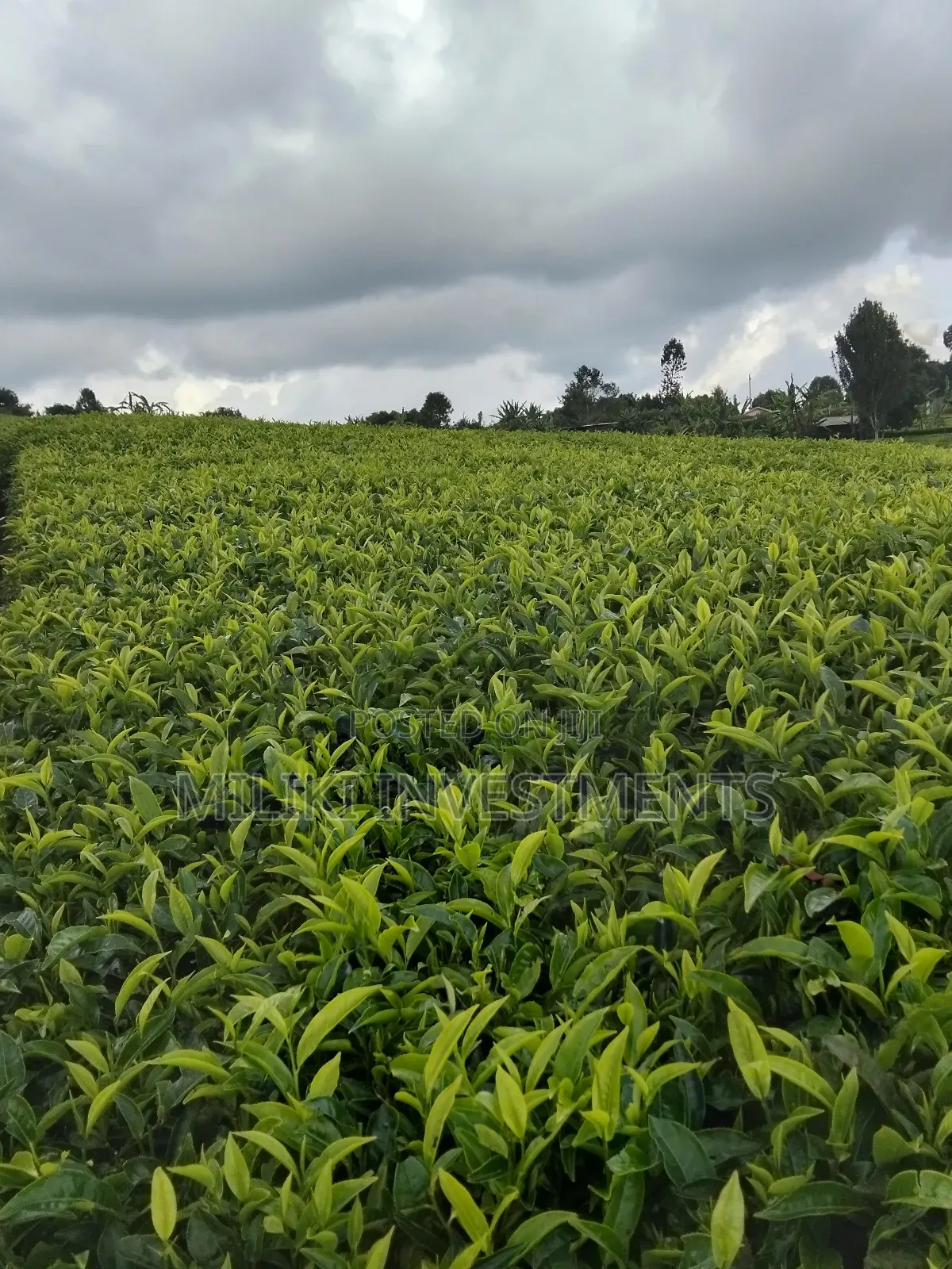 3 Acres of Land on Sale at Giturū -Kangari in Kangari