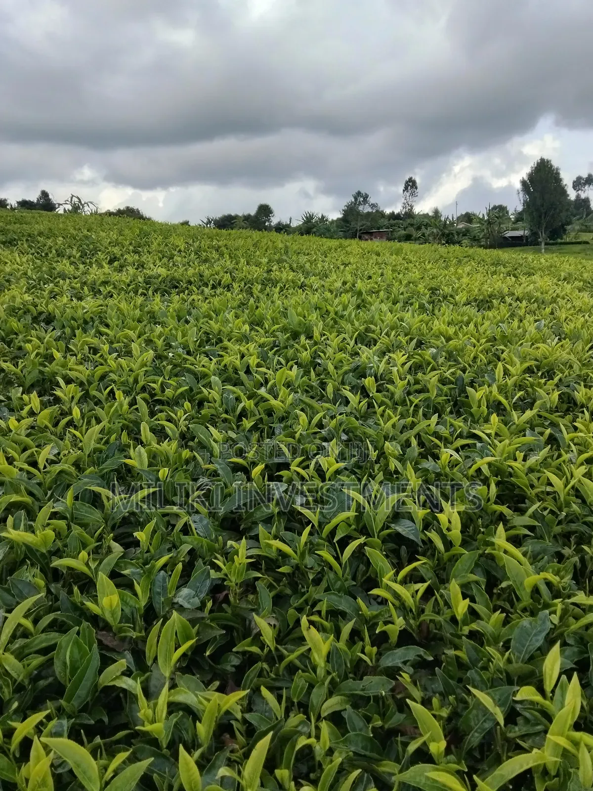 3 Acres of Land on Sale at Giturū -Kangari in Kangari