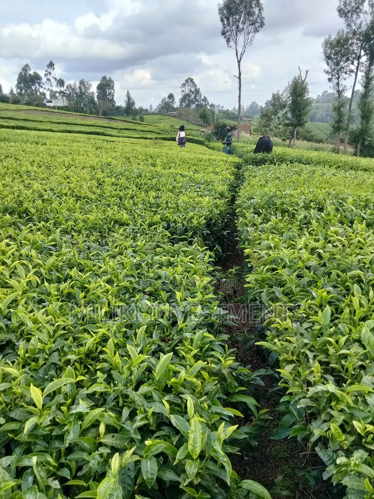 3 Acres of Land on Sale at Giturū -Kangari in Kangari