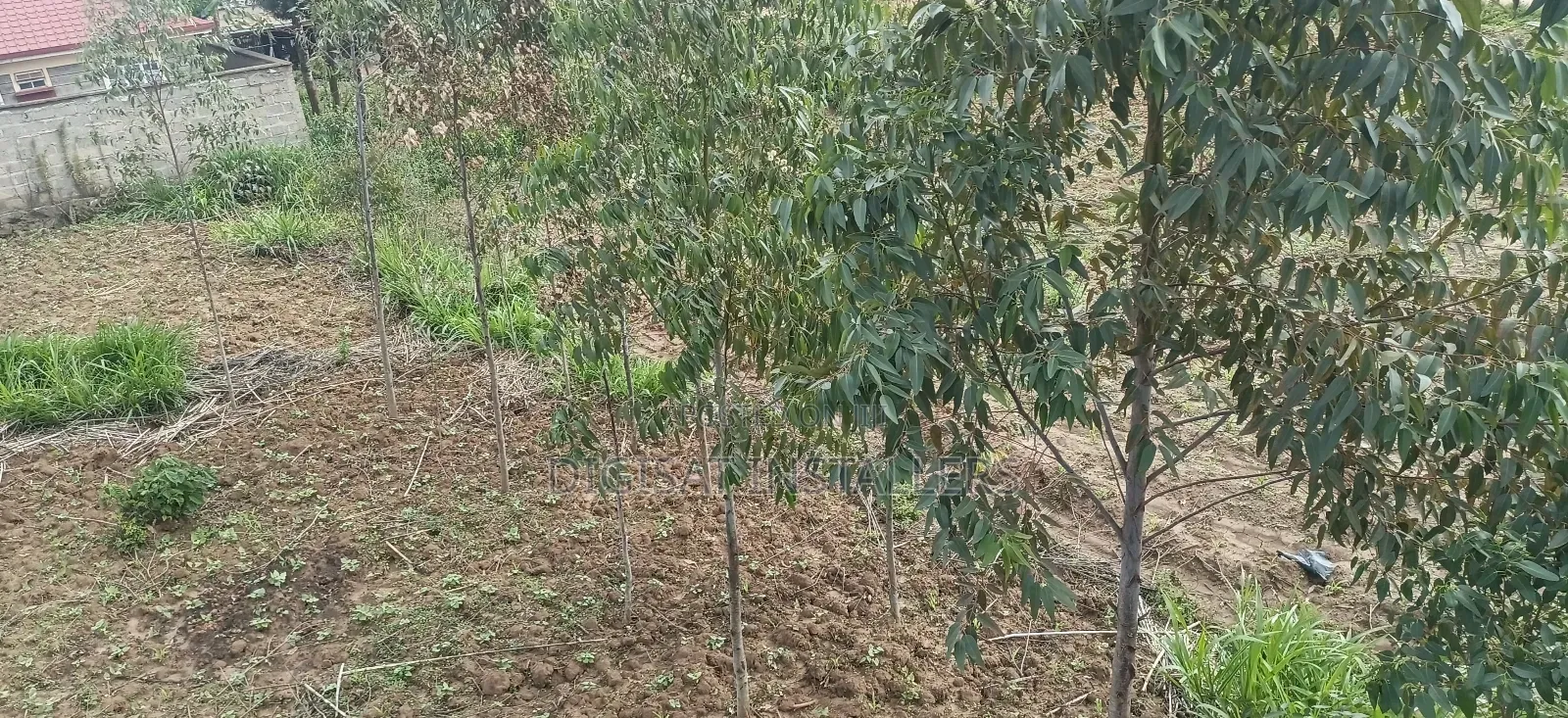 100*100 Plot for Sale in Lussigetti, Kikuyu in Nachu