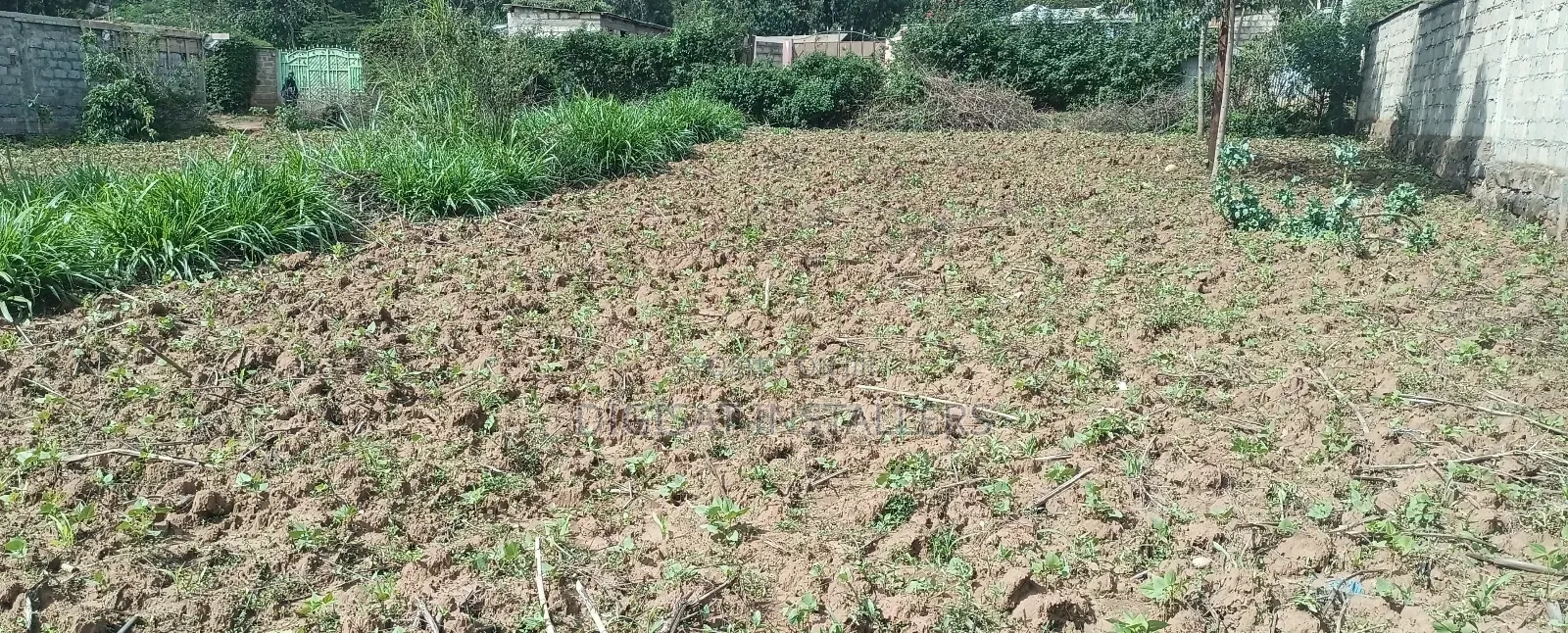 Plot 50*100 on Sale in Ndacha, Nachu Ward, Lussigetti, Kikuyu, Kiambu in Nachu
