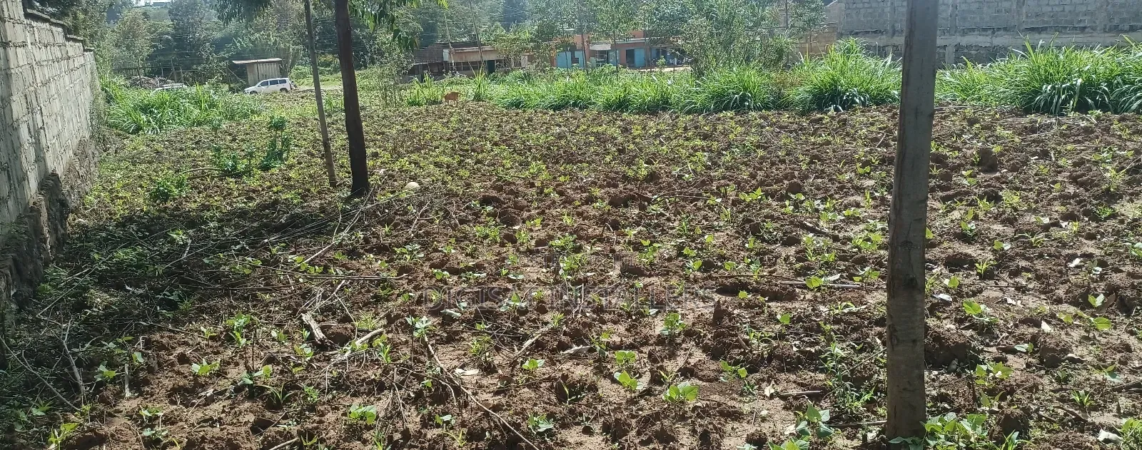 Plot 50*100 on Sale in Ndacha, Nachu Ward, Lussigetti, Kikuyu, Kiambu in Nachu