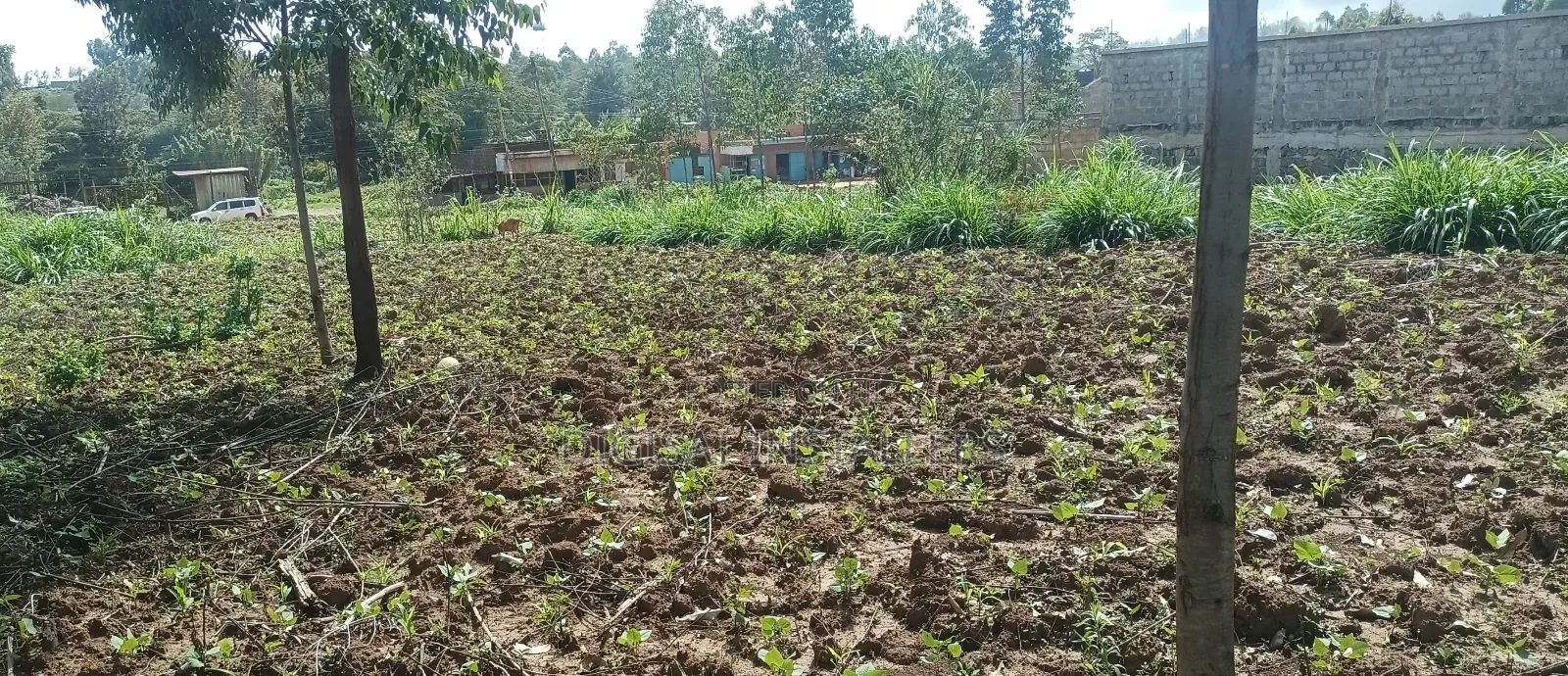 Plot 50*100 on Sale in Ndacha, Nachu Ward, Lussigetti, Kikuyu, Kiambu in Nachu