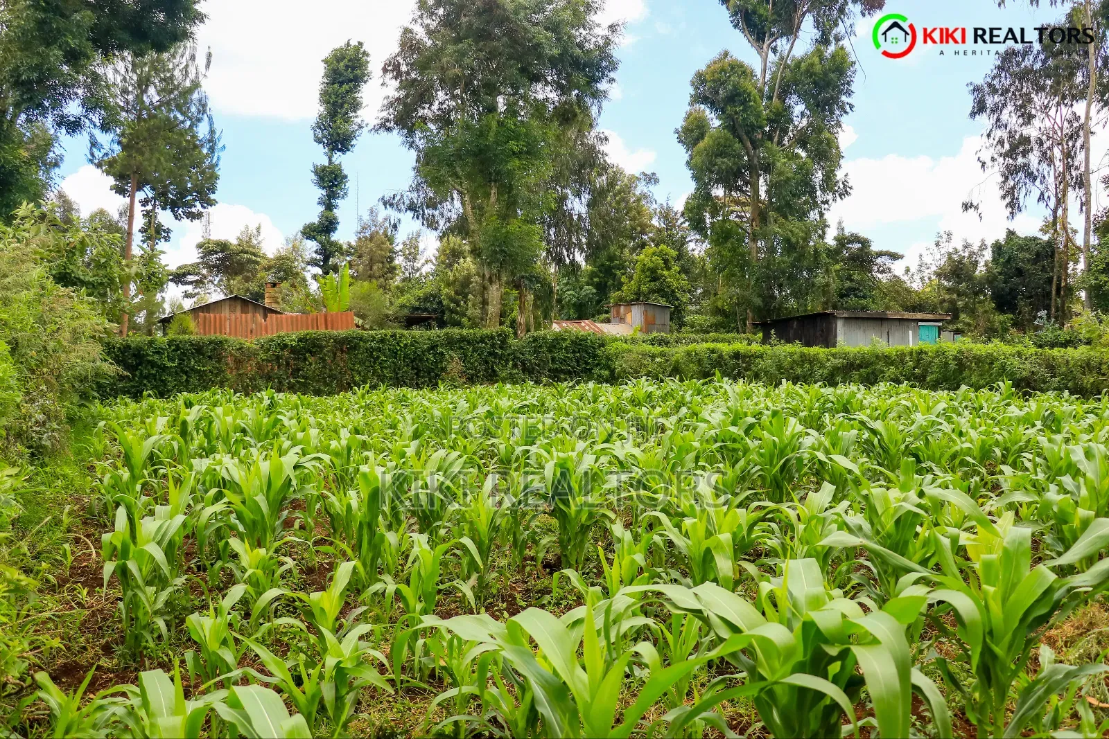 Kikuyu Plot for Sale in Tilisi in Kikuyu