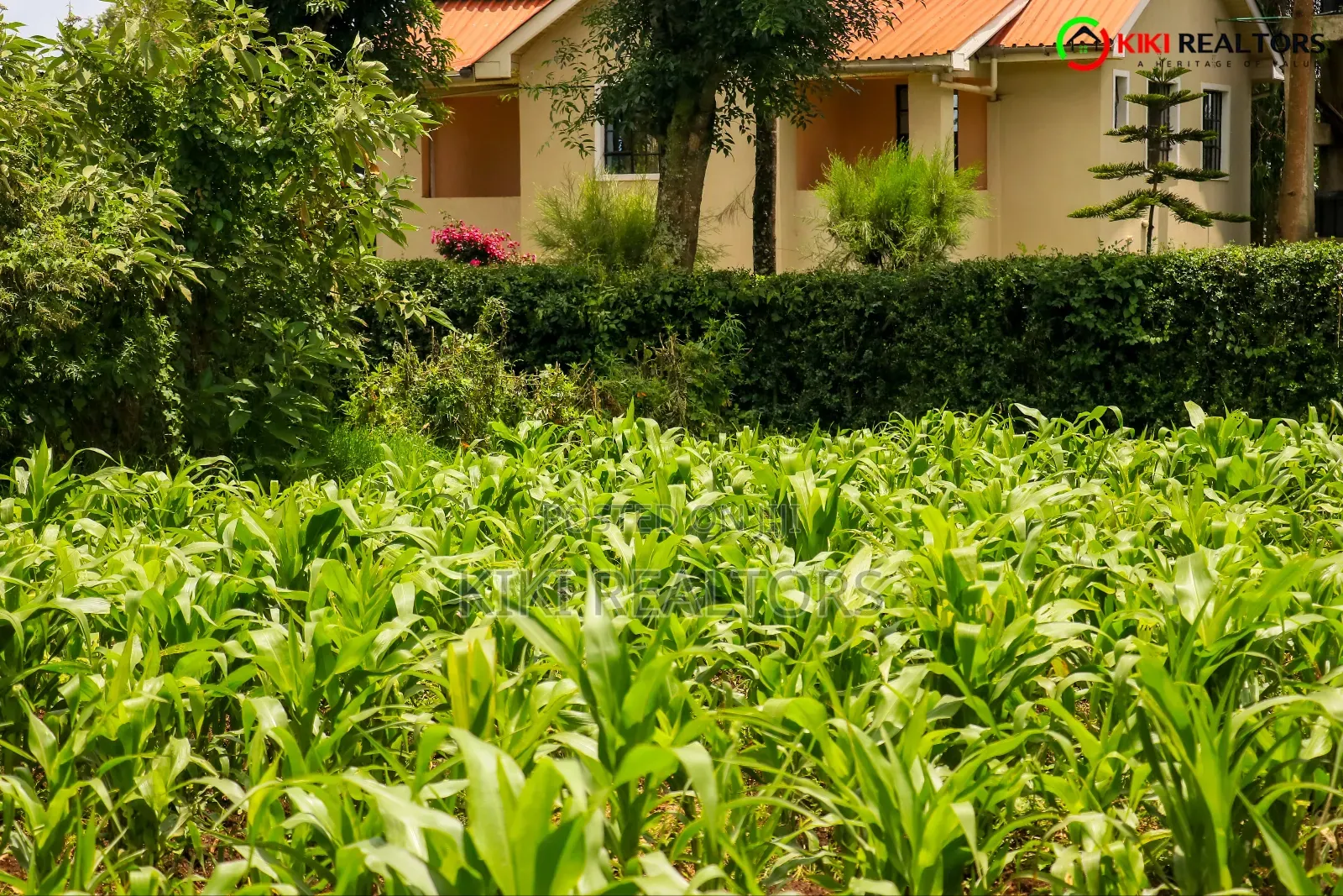 Kikuyu Plot for Sale in Tilisi in Kikuyu