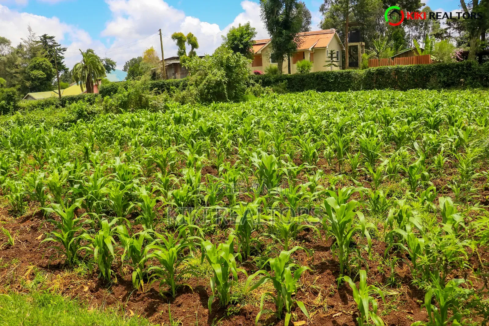 Kikuyu Plot for Sale in Tilisi in Kikuyu