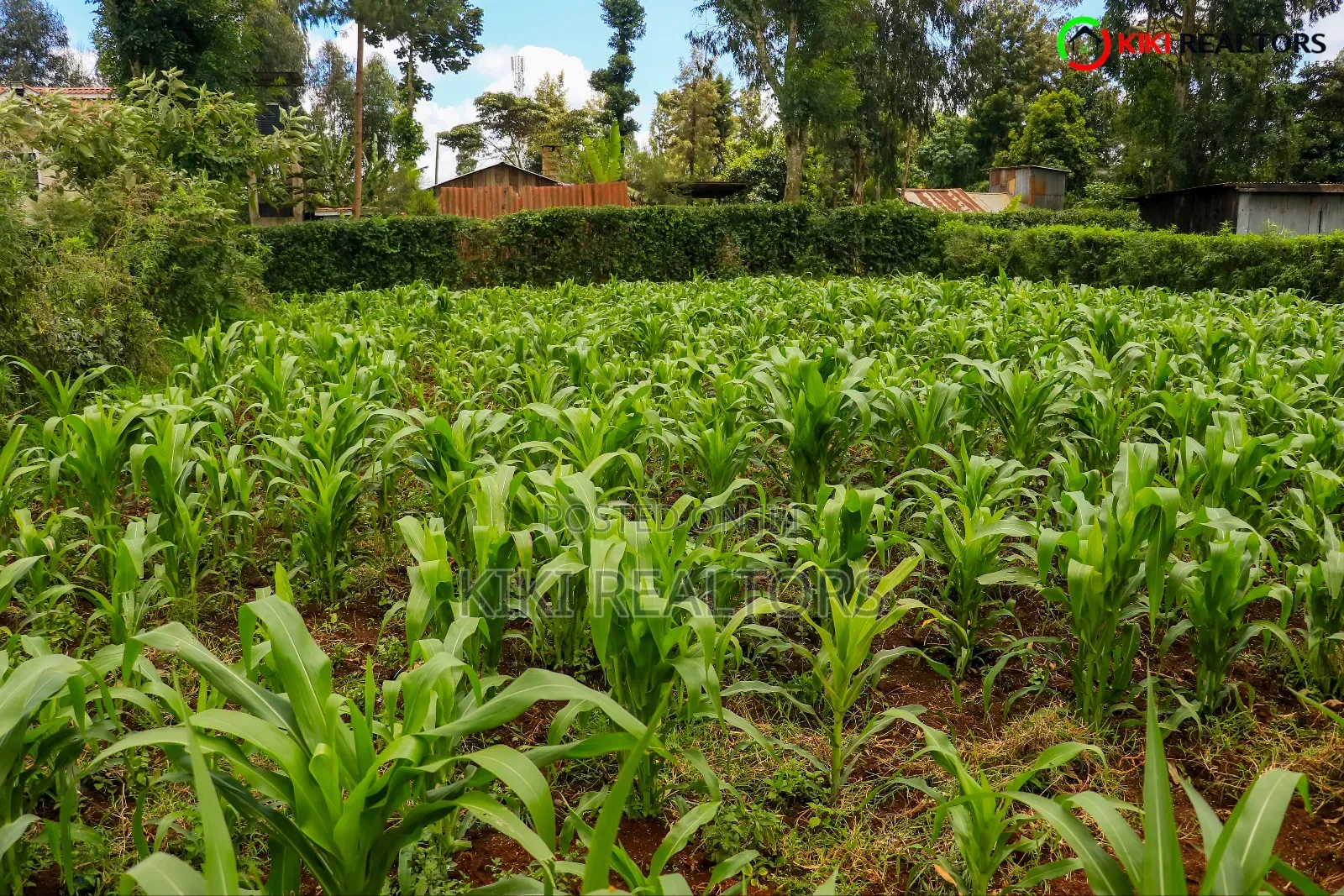 Kikuyu Plot for Sale in Tilisi in Kikuyu