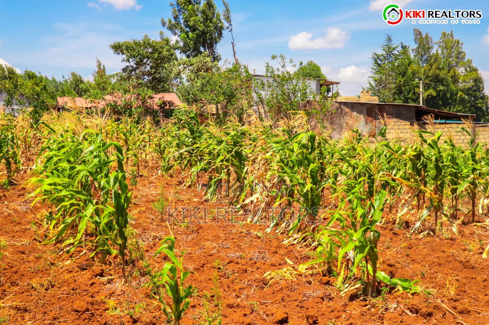 Kikuyu Sigona Plots in Kerwa in Kikuyu