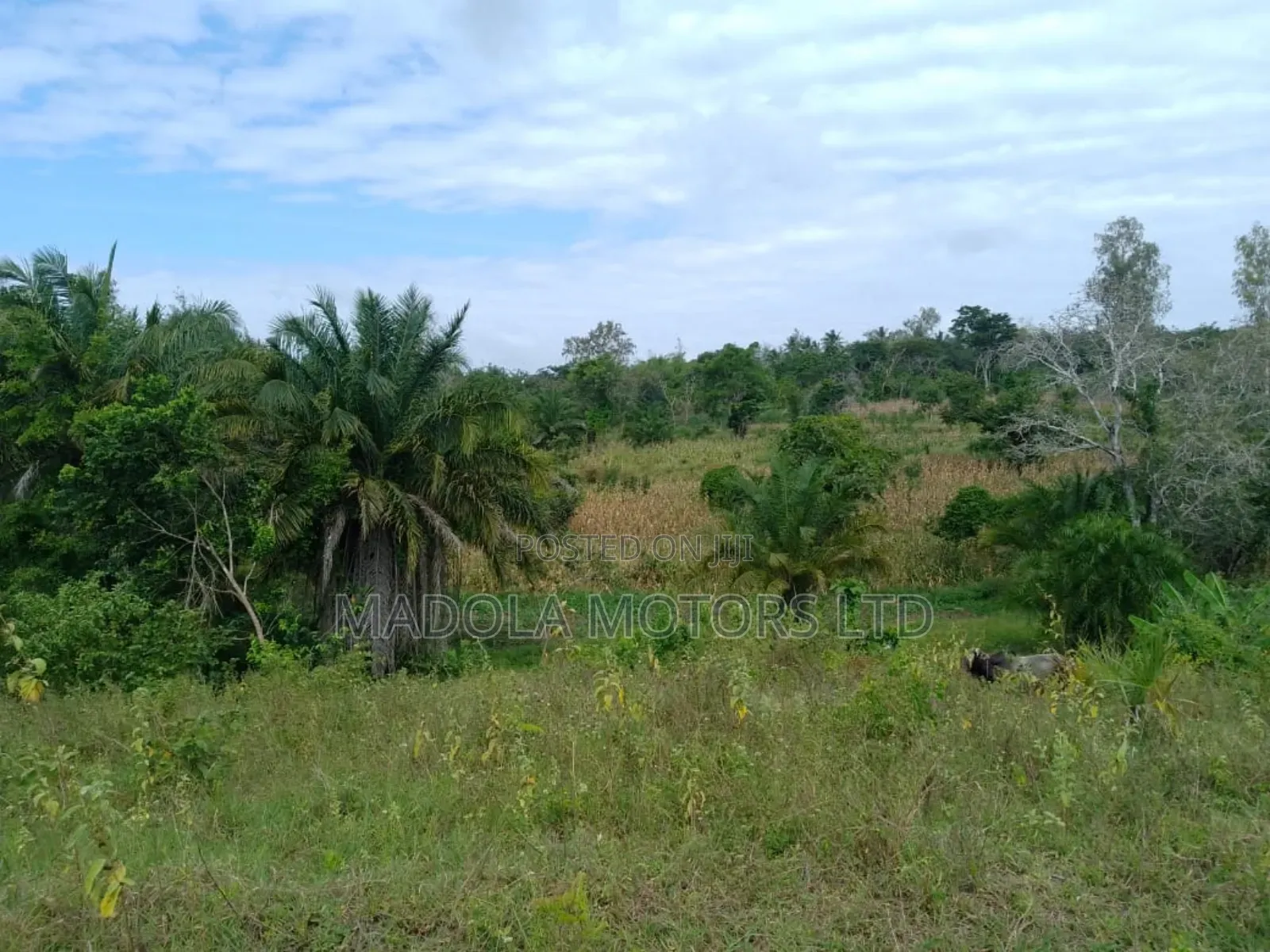 Fertile Farm for Sale in Shimba Hills in Mombasa CBD