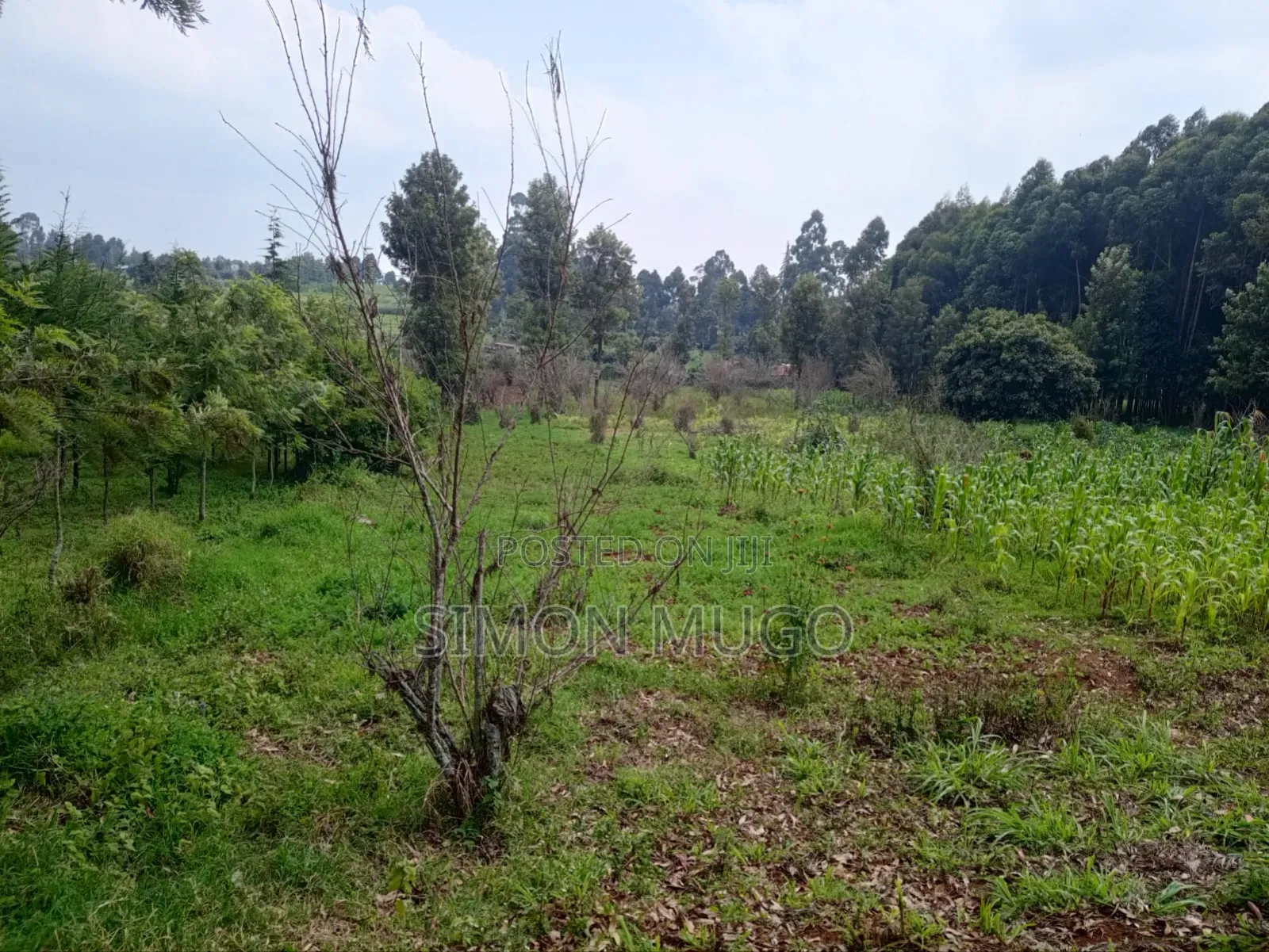 Kitsuru Very Prime Fairy Flat Red Soi 5 Acres in RedSoil Estate