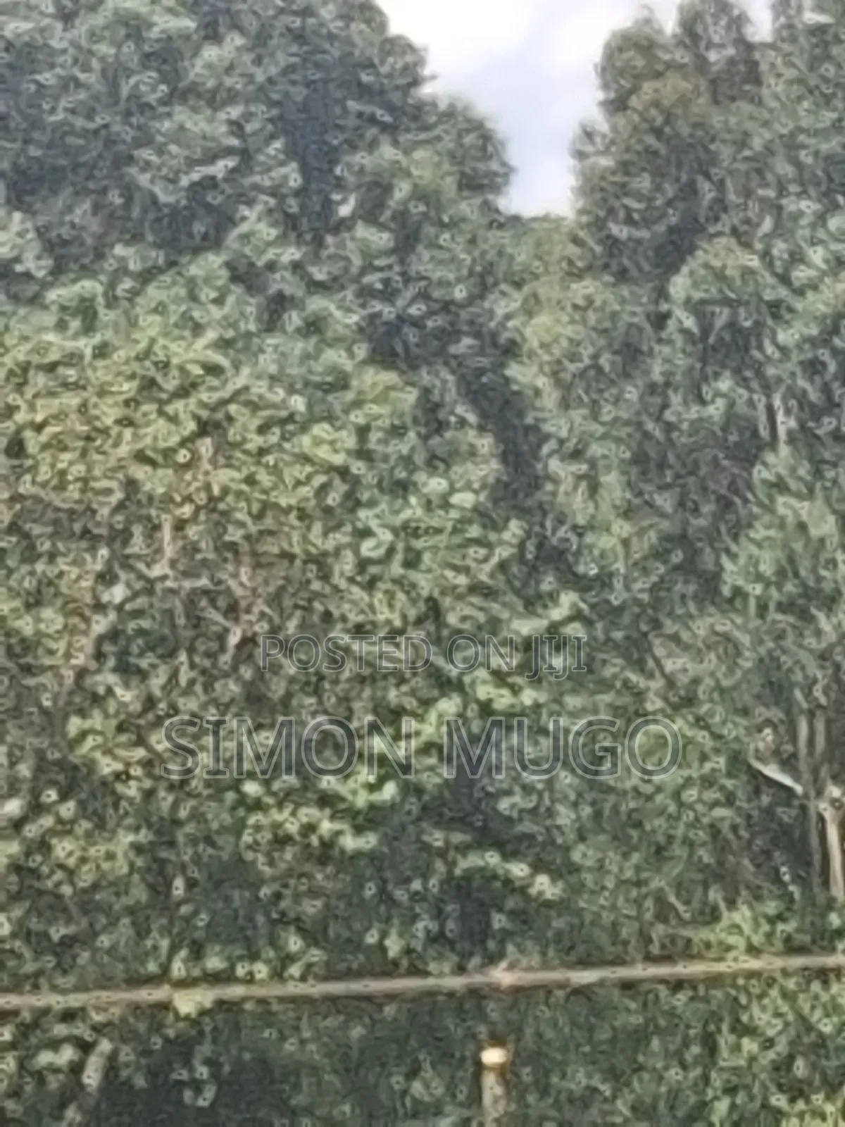 Kitsuru Very Prime Fairy Flat Red Soi 5 Acres in RedSoil Estate