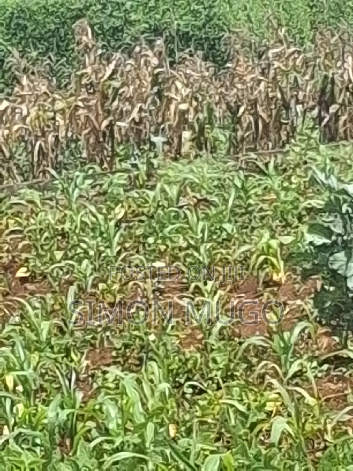 Kitsuru Very Prime Fairy Flat Red Soi 5 Acres in RedSoil Estate