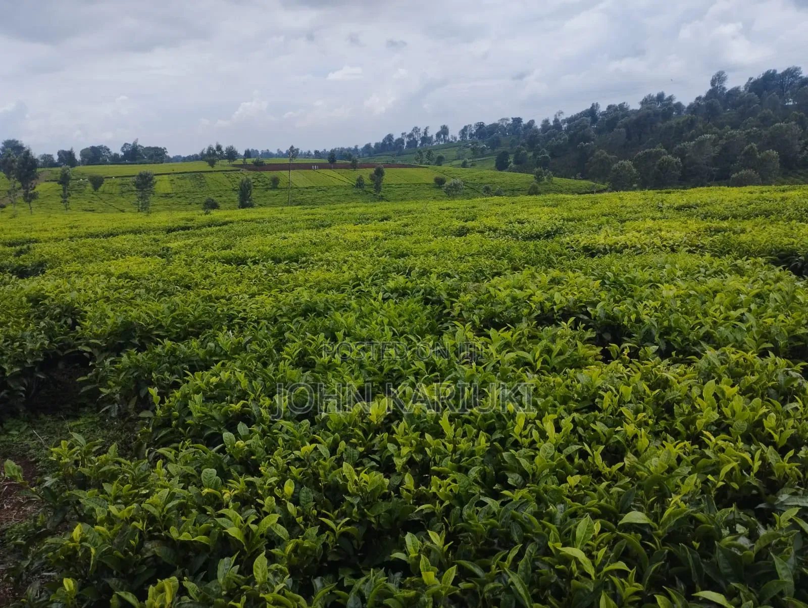 10 Acres of Well Maintained Tea Farm in Kiambu Ngorongo Area in Ndumberi