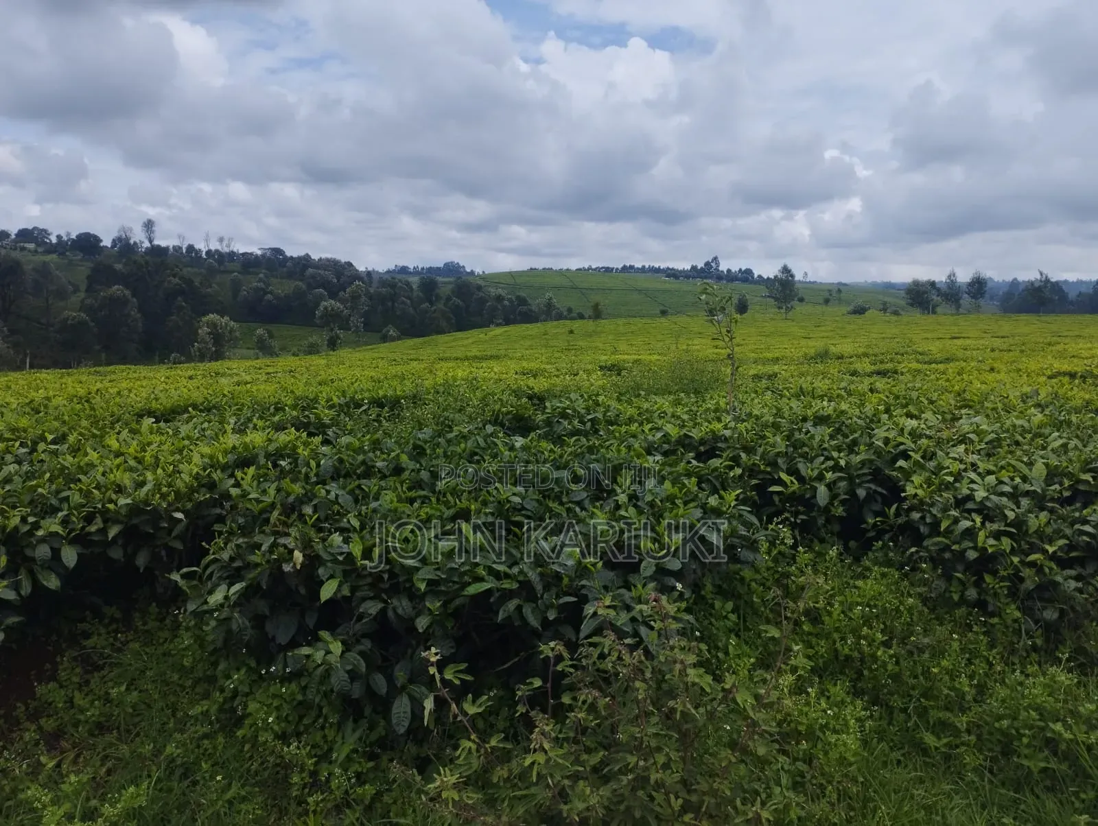 10 Acres of Well Maintained Tea Farm in Kiambu Ngorongo Area in Ndumberi