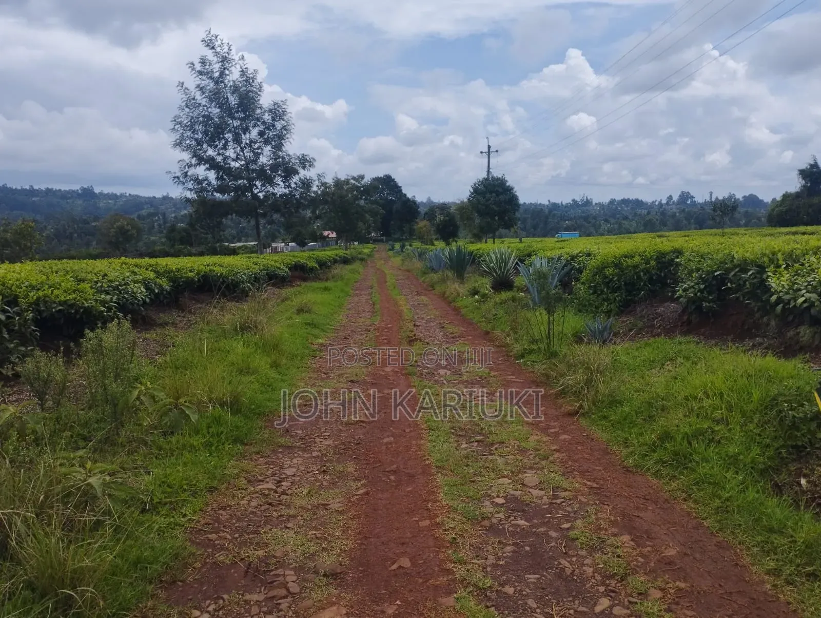 10 Acres of Well Maintained Tea Farm in Kiambu Ngorongo Area in Ndumberi