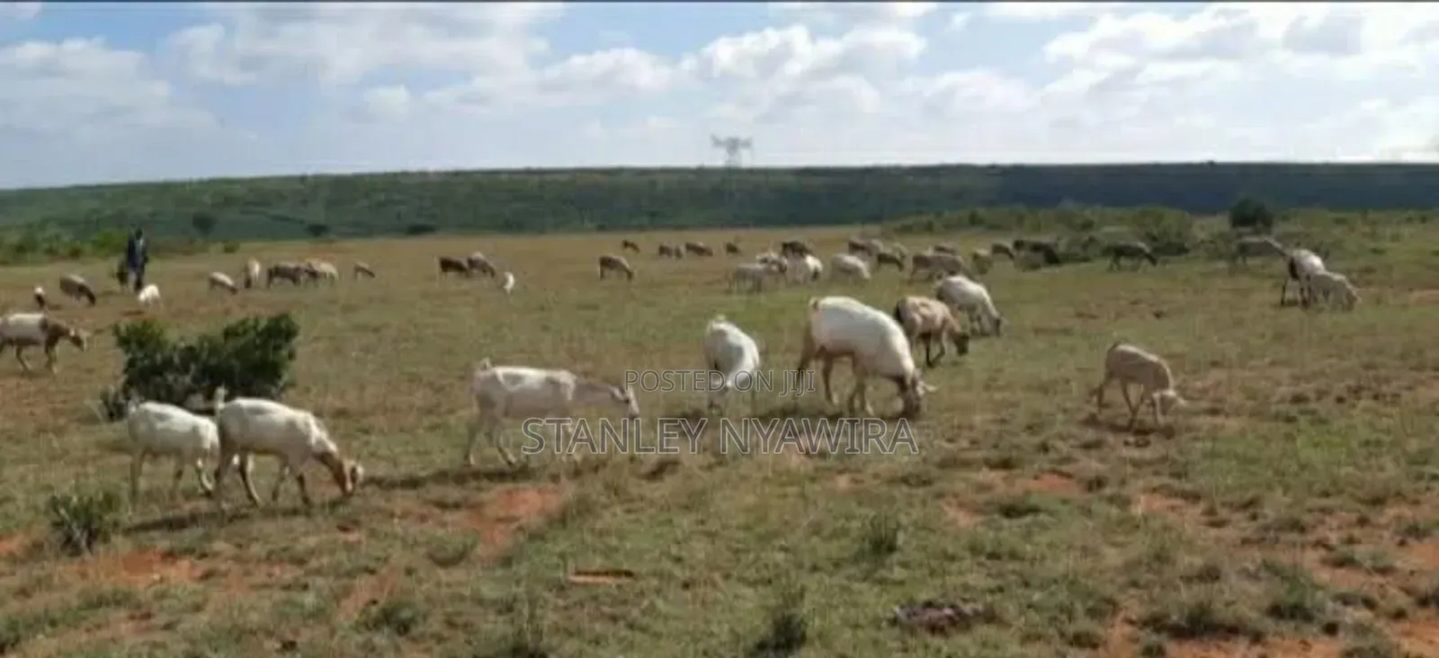 Nanyuki Segera 2 Acres and 1 Acreas 5 Acreas in Nanyuki
