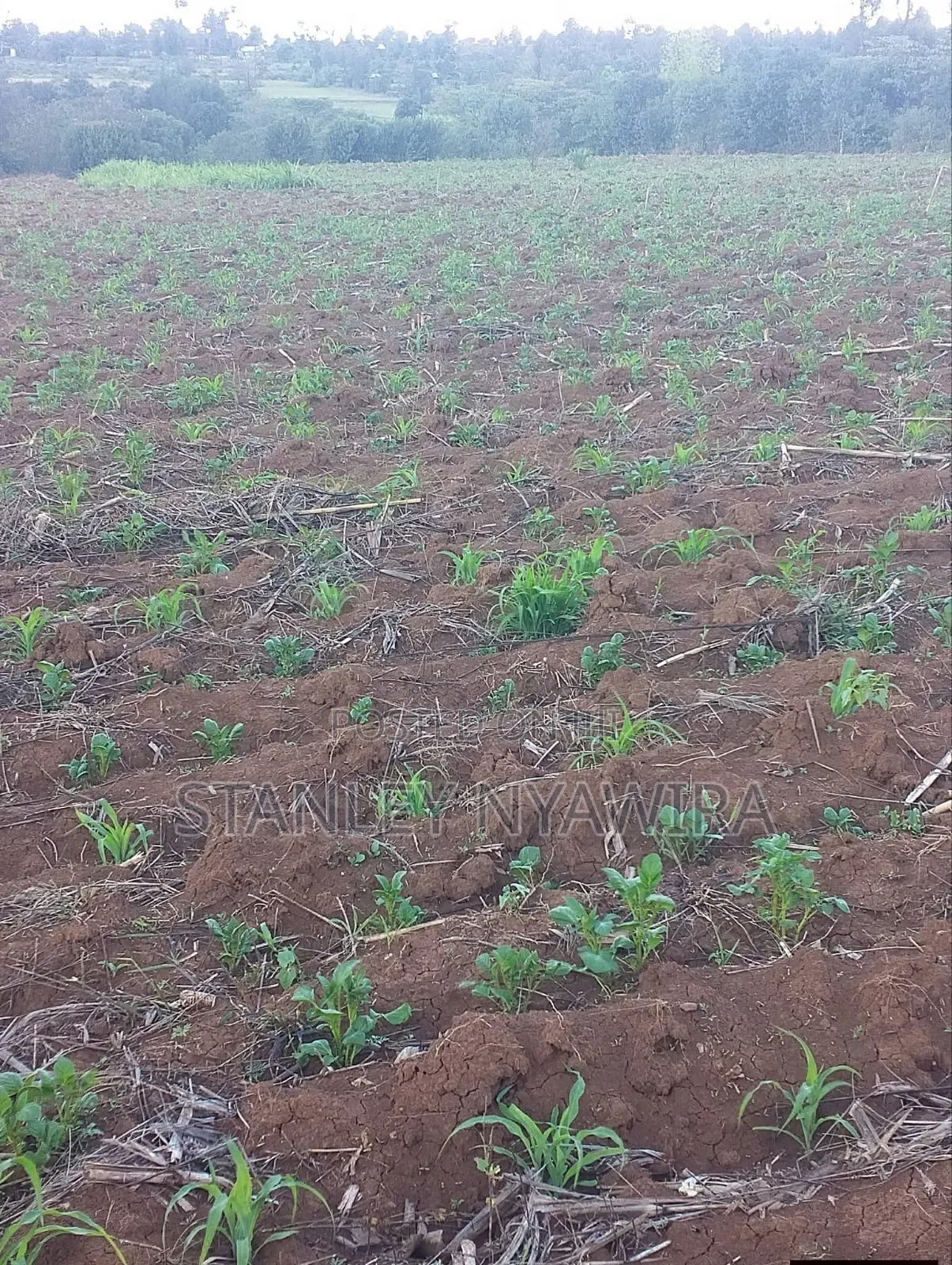 2 Acres Nanyuki Daiga in Nanyuki