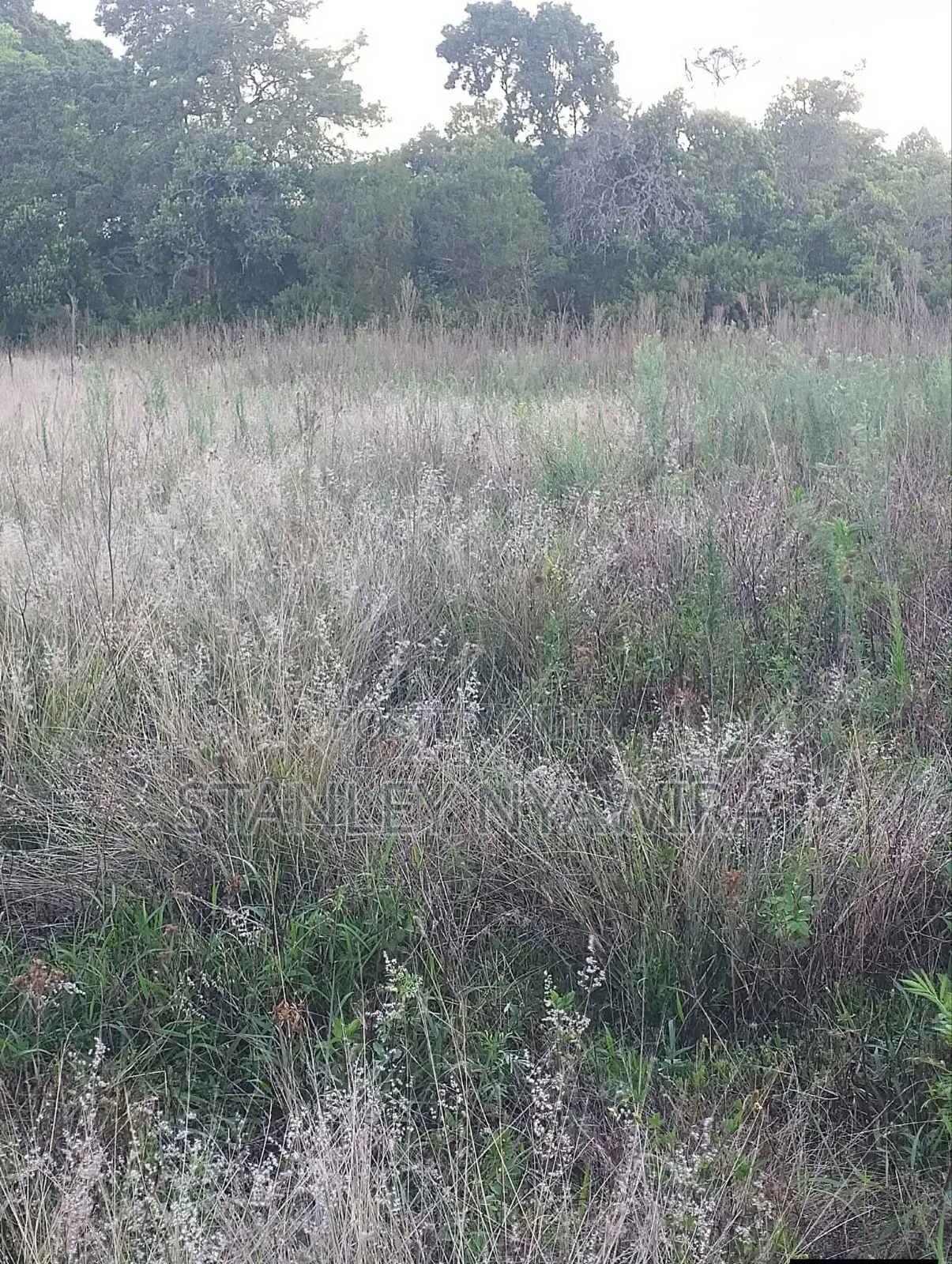 2 Acres Nanyuki Daiga in Nanyuki