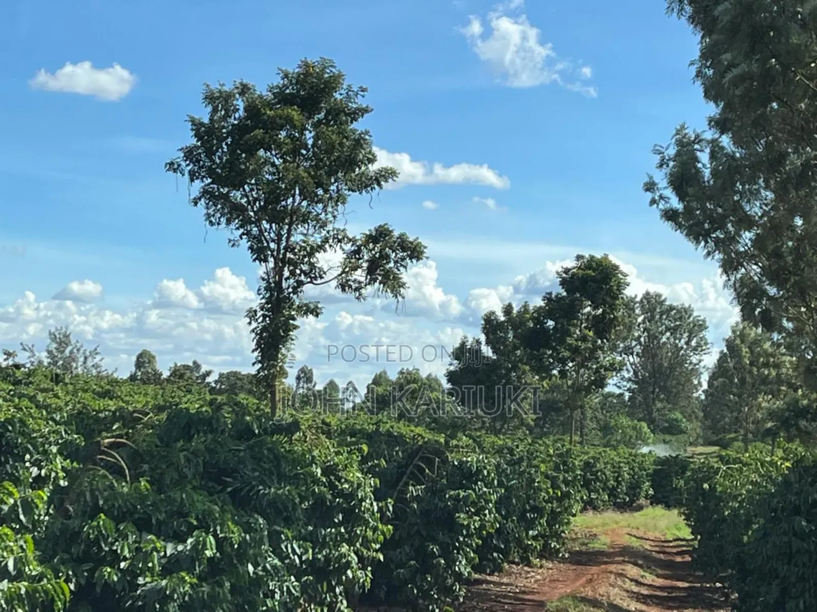 180 Acres of Prime Coffee Farm in Juja, 7km From Thika Price16m/Acre, in Kenyatta Road / Theta 