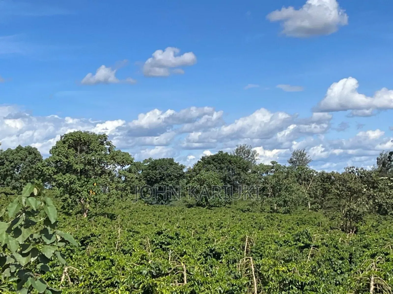 180 Acres of Prime Coffee Farm in Juja, 7km From Thika Price16m/Acre, in Kenyatta Road / Theta 